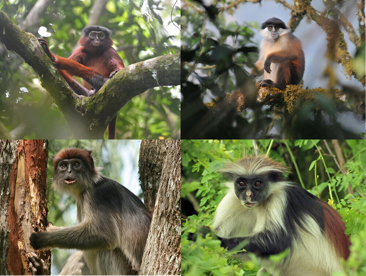 photo of A rare and little-known group of monkeys could help save Africa's tropical forests image
