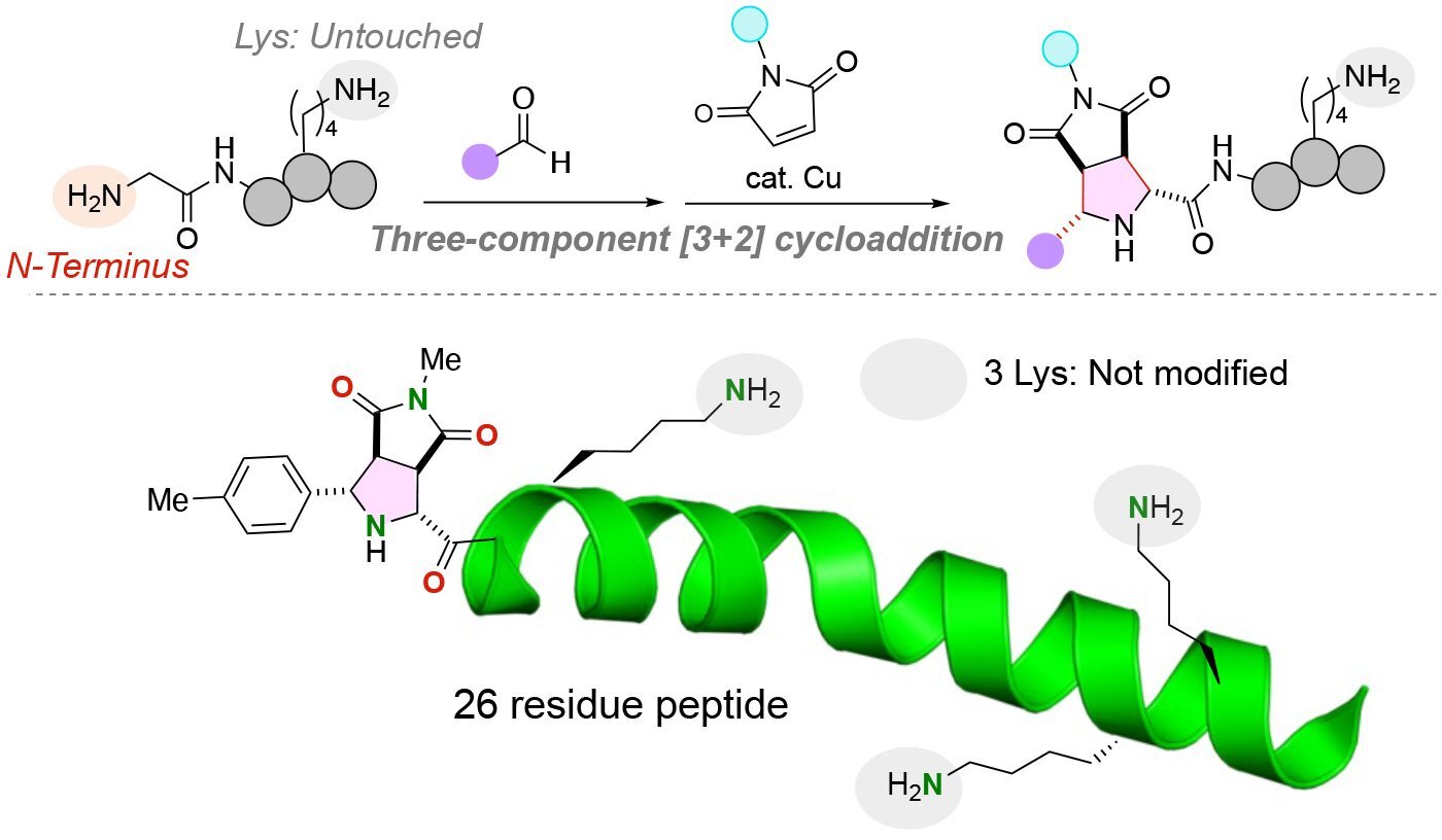 Un método simple y robusto para agregar moléculas funcionales a péptidos
