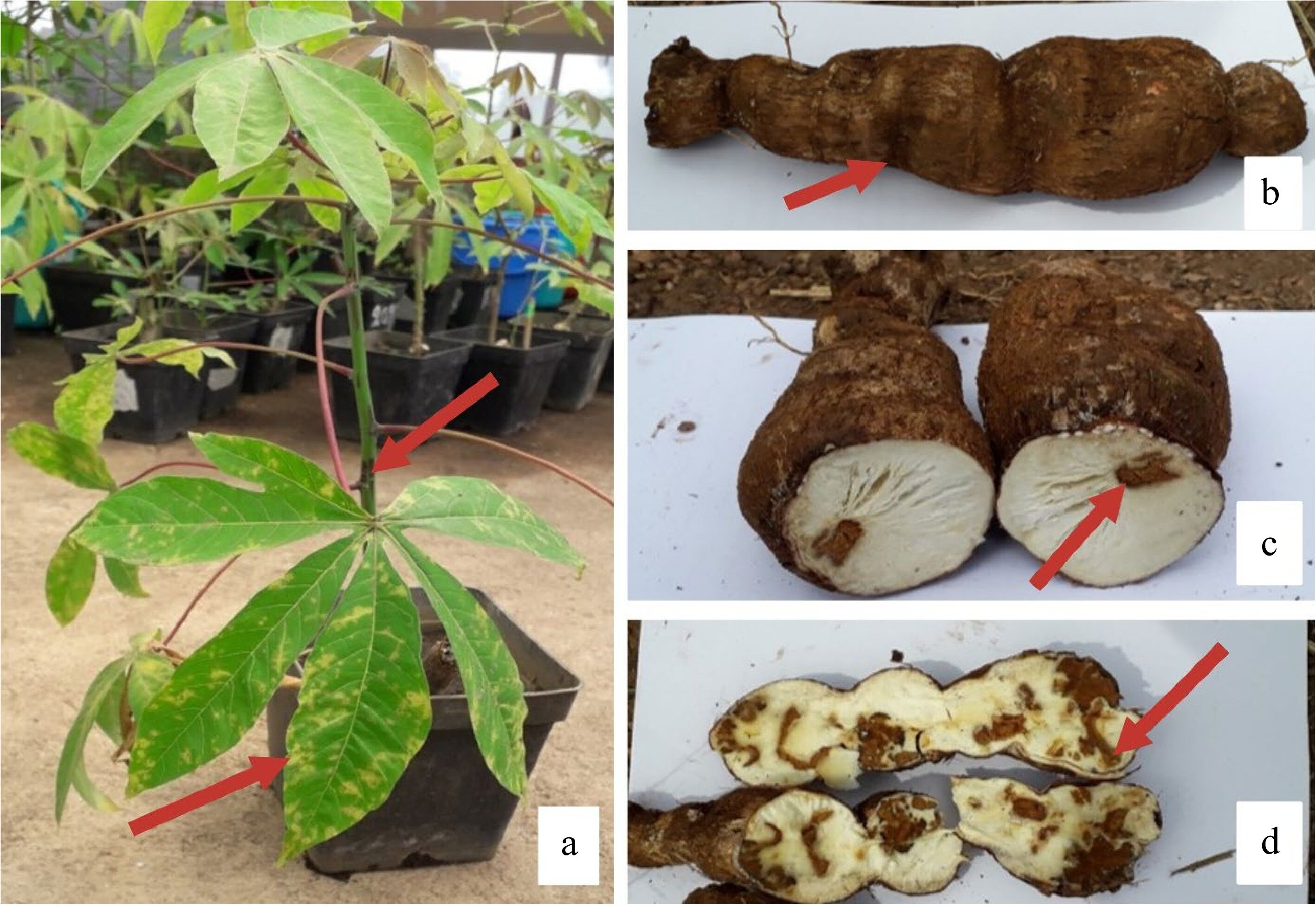 photo of Advancing cassava brown streak disease resistance image
