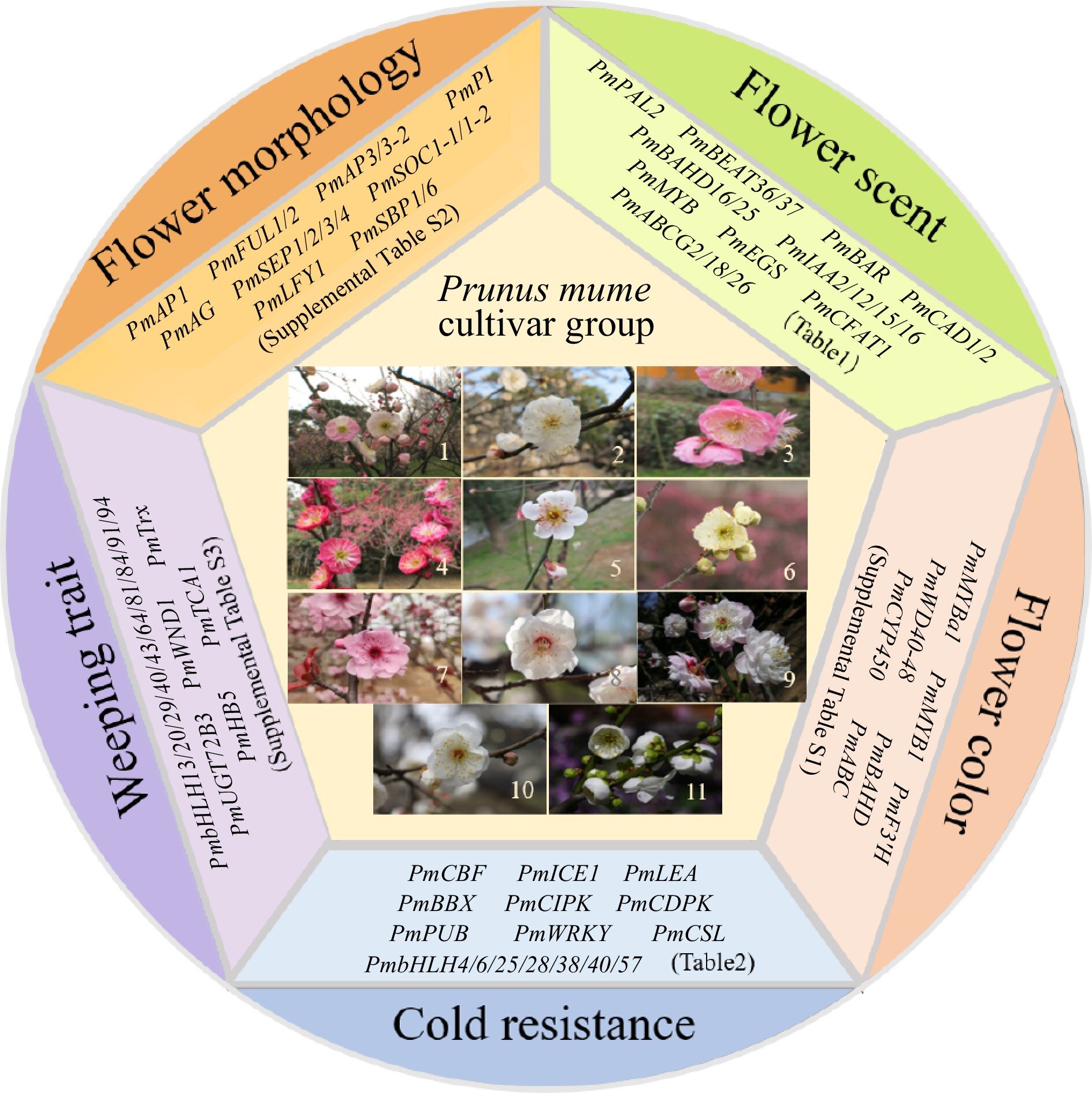 photo of Advancing mei (Prunus mume) breeding: Genomic insights into ornamental and cold resistance traits image