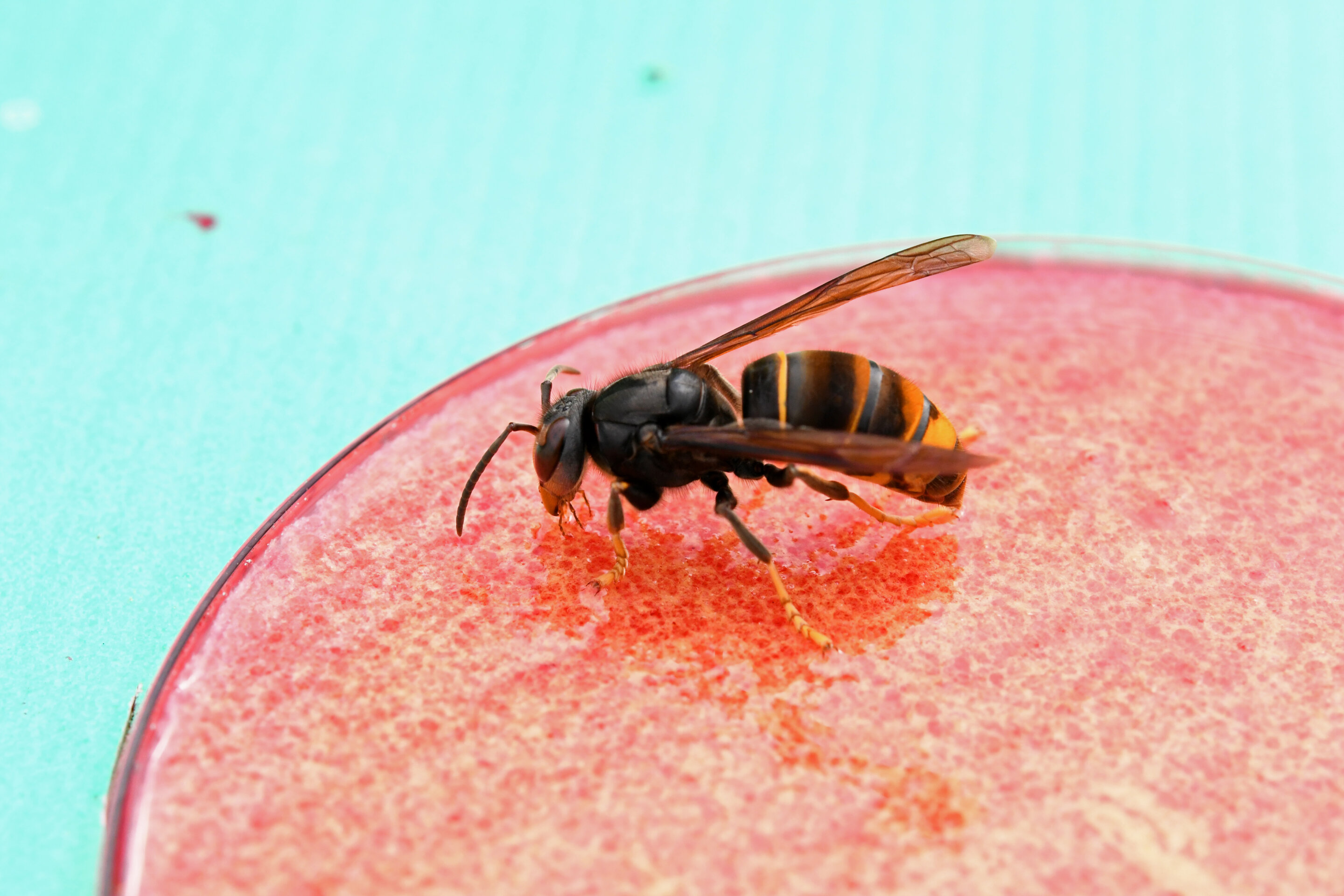 photo of AI helps to detect invasive Asian hornets image