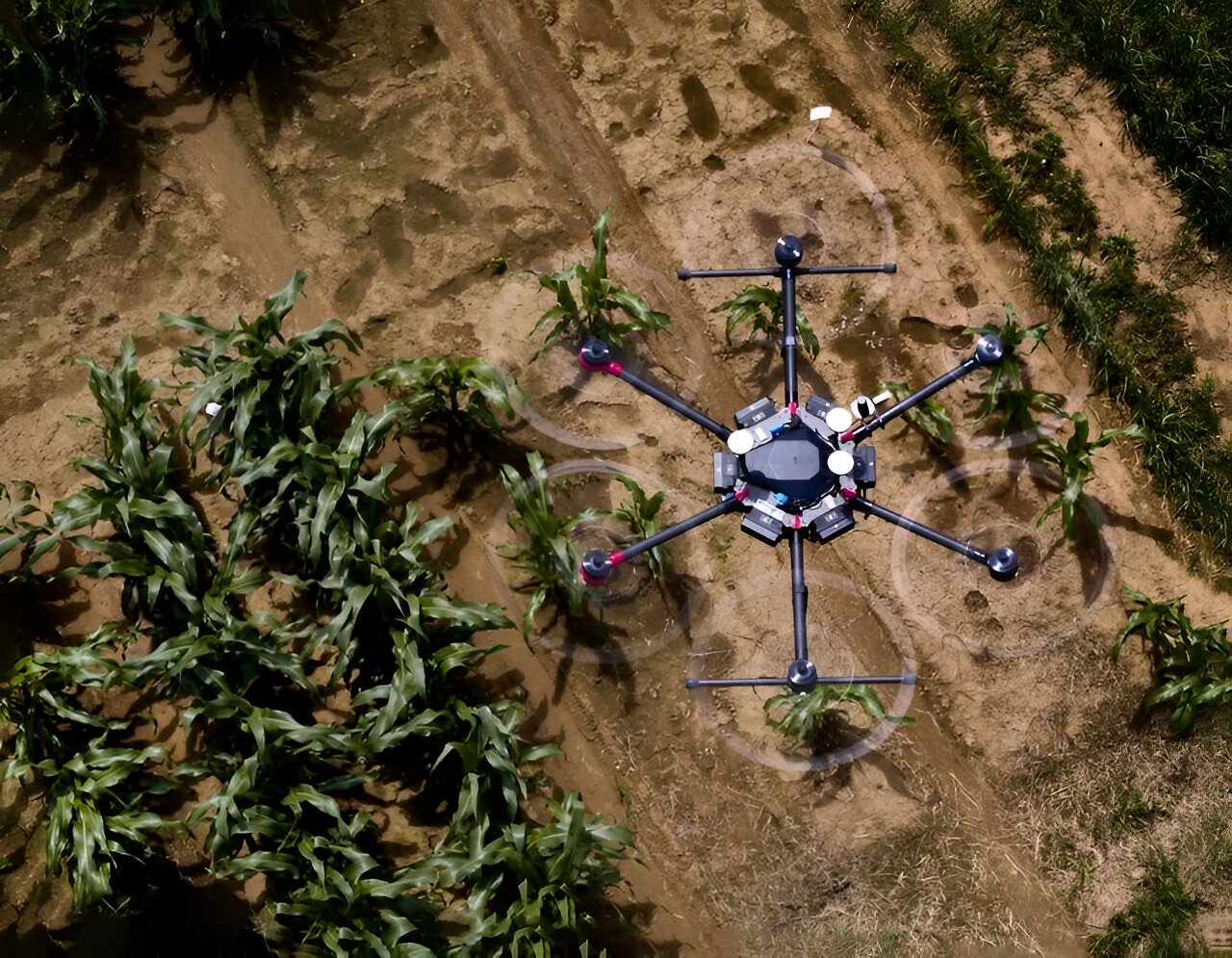 AI shows how field crops develop: Software can simulate future growth based on a single initial image