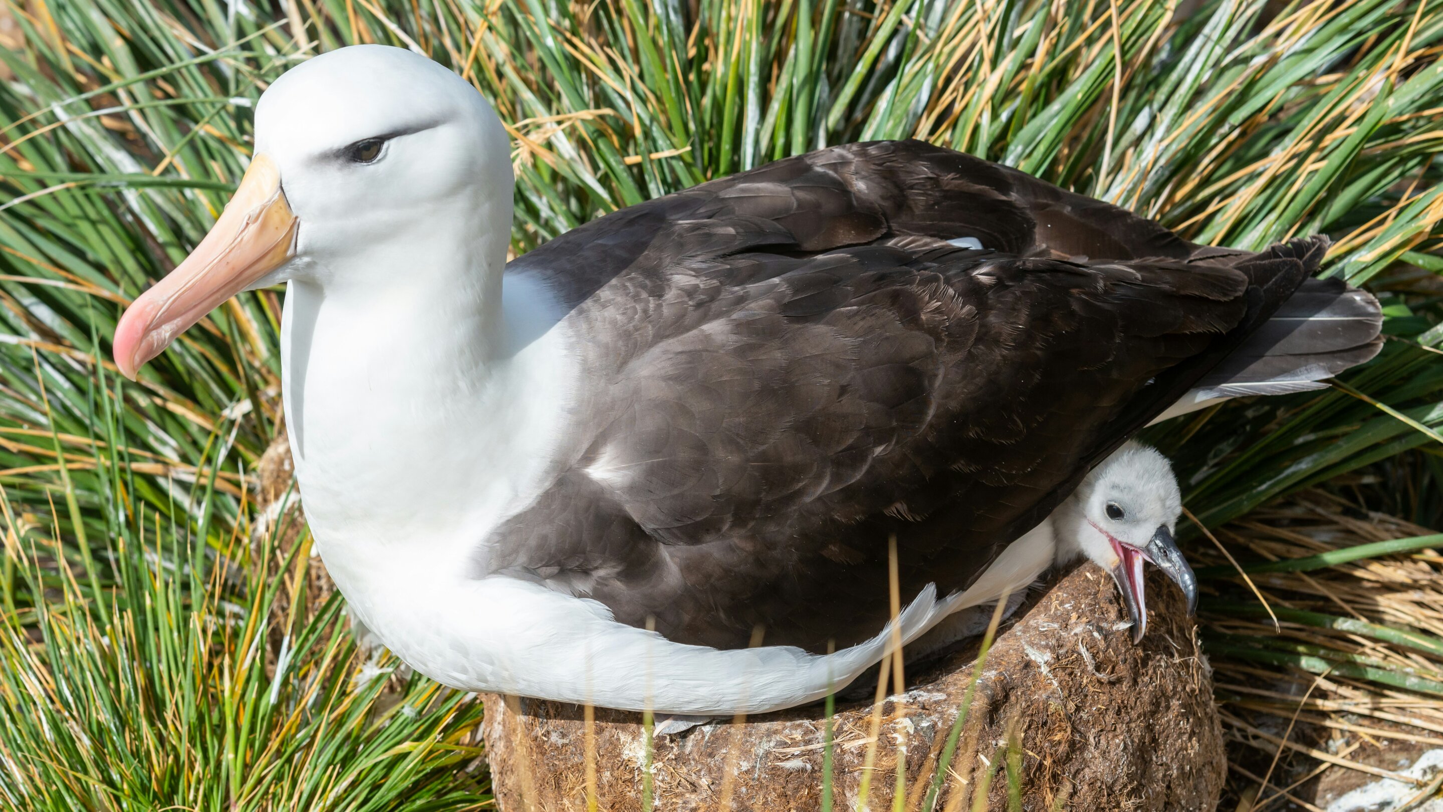 photo of What it's like counting 528,000 albatross nests on Midway islands image