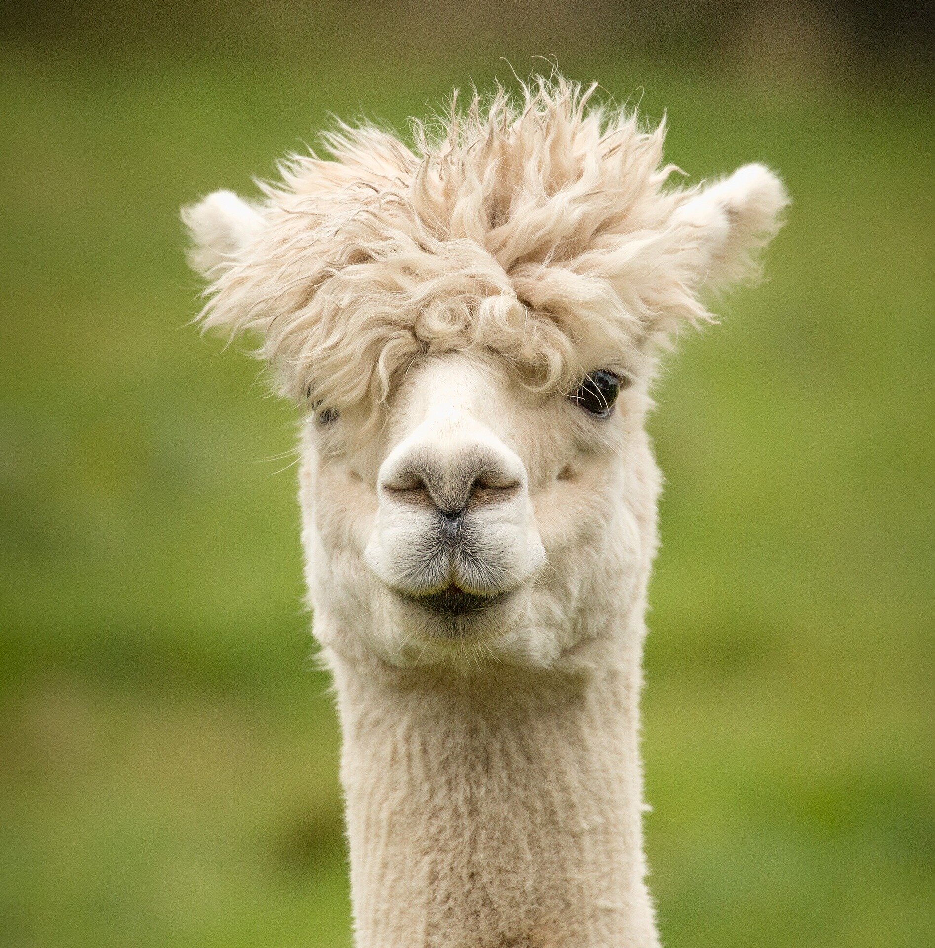 photo of Alpacas found to be the only mammal to directly inseminate the uterus image