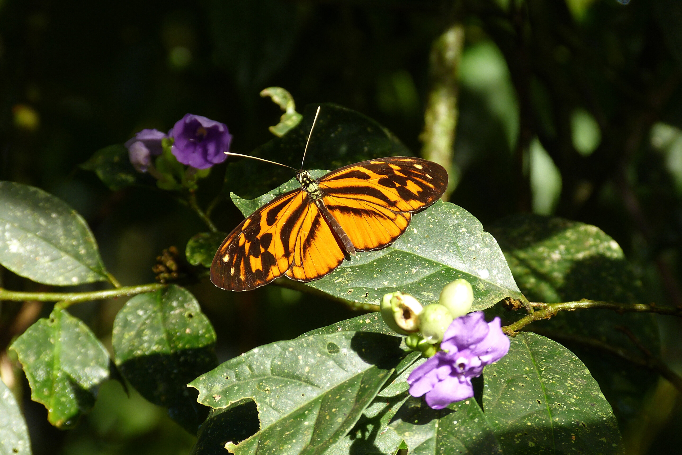 Amazon butterflies show how new species can evolve from hybridization