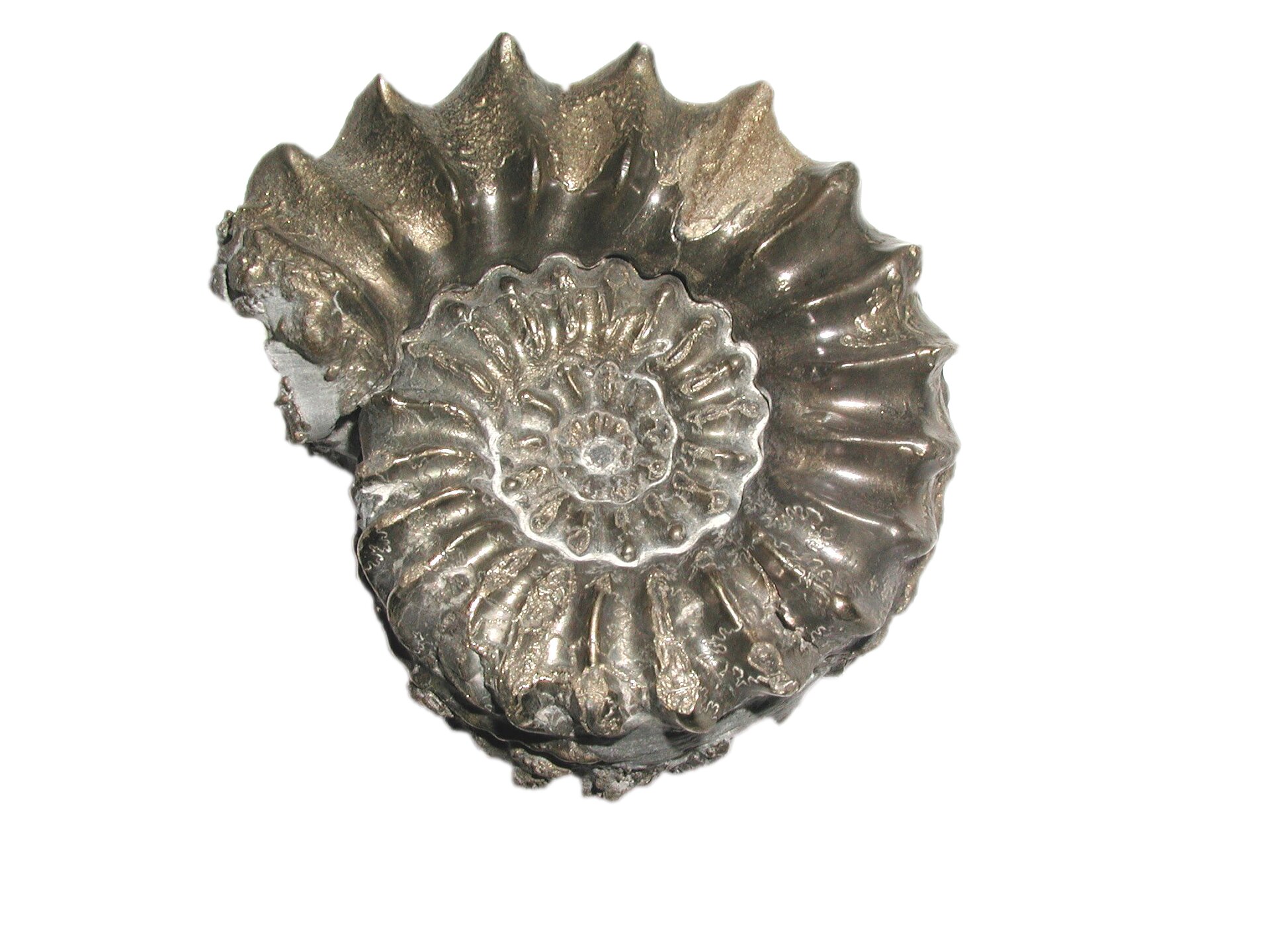 Meteorite impact sealed the fate of the ammonites and wiped out the dinosaurs