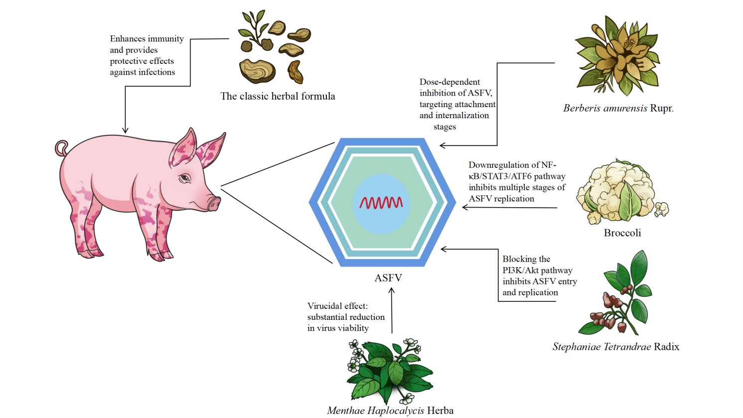Ancient remedies for modern woes: Traditional Chinese medicine and the fight against African swine fever