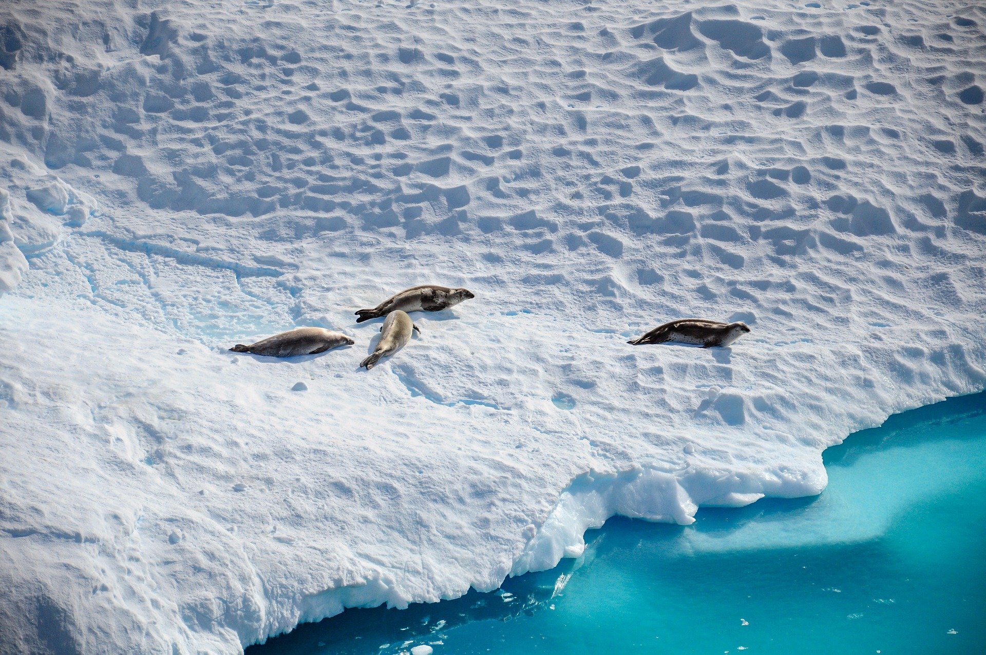 photo of Longer-lasting ozone holes over Antarctica expose seal pups and penguin chicks to much more UV image