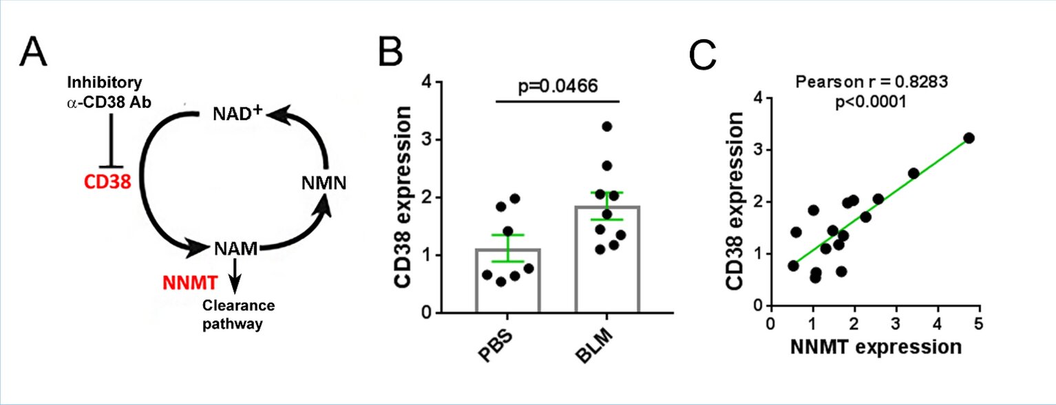 Antibody targeting CD38 enzyme shows positive impact in treating systemic sclerosis