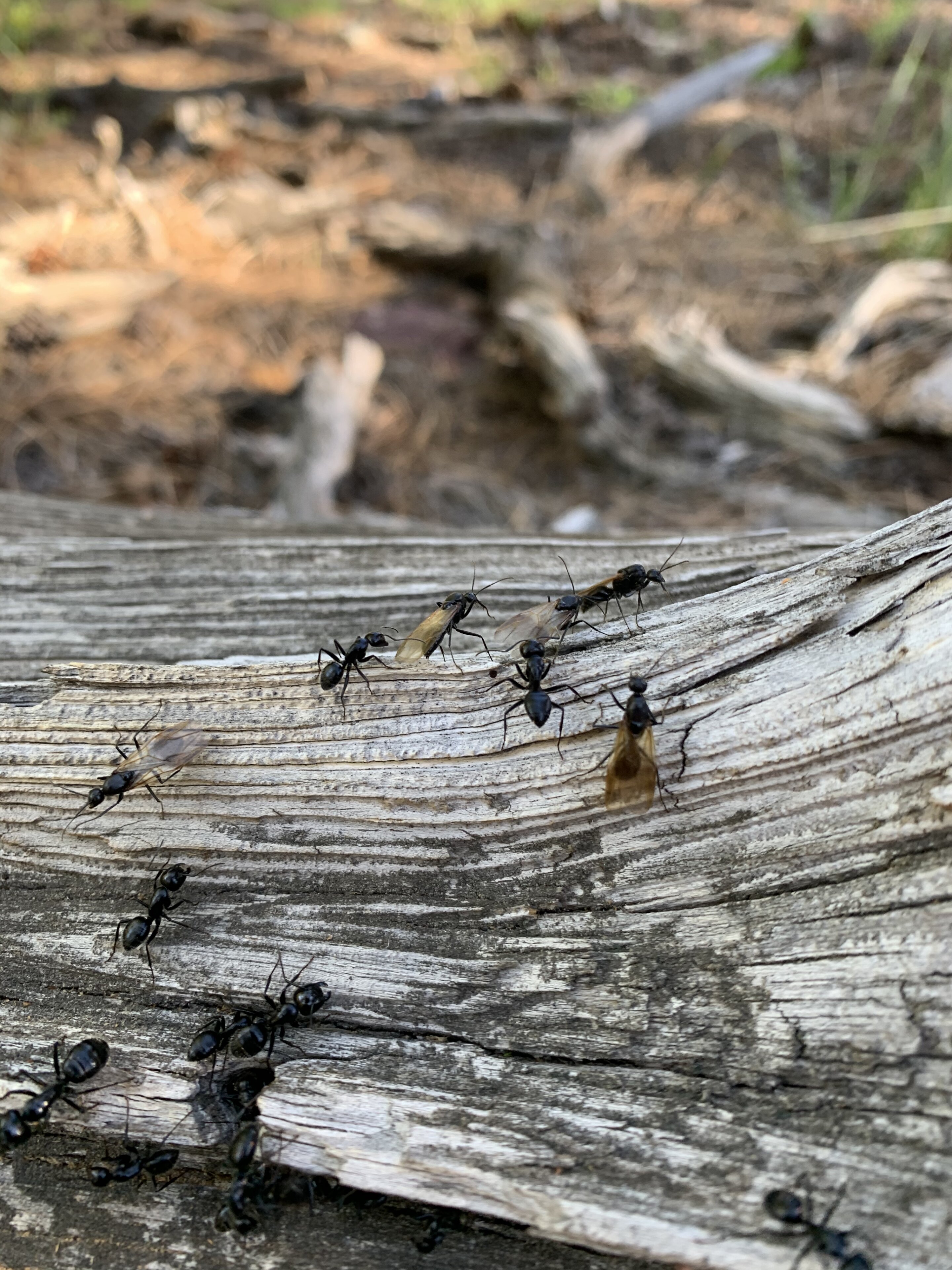 photo of Ants in Colorado are on the move due to climate change image