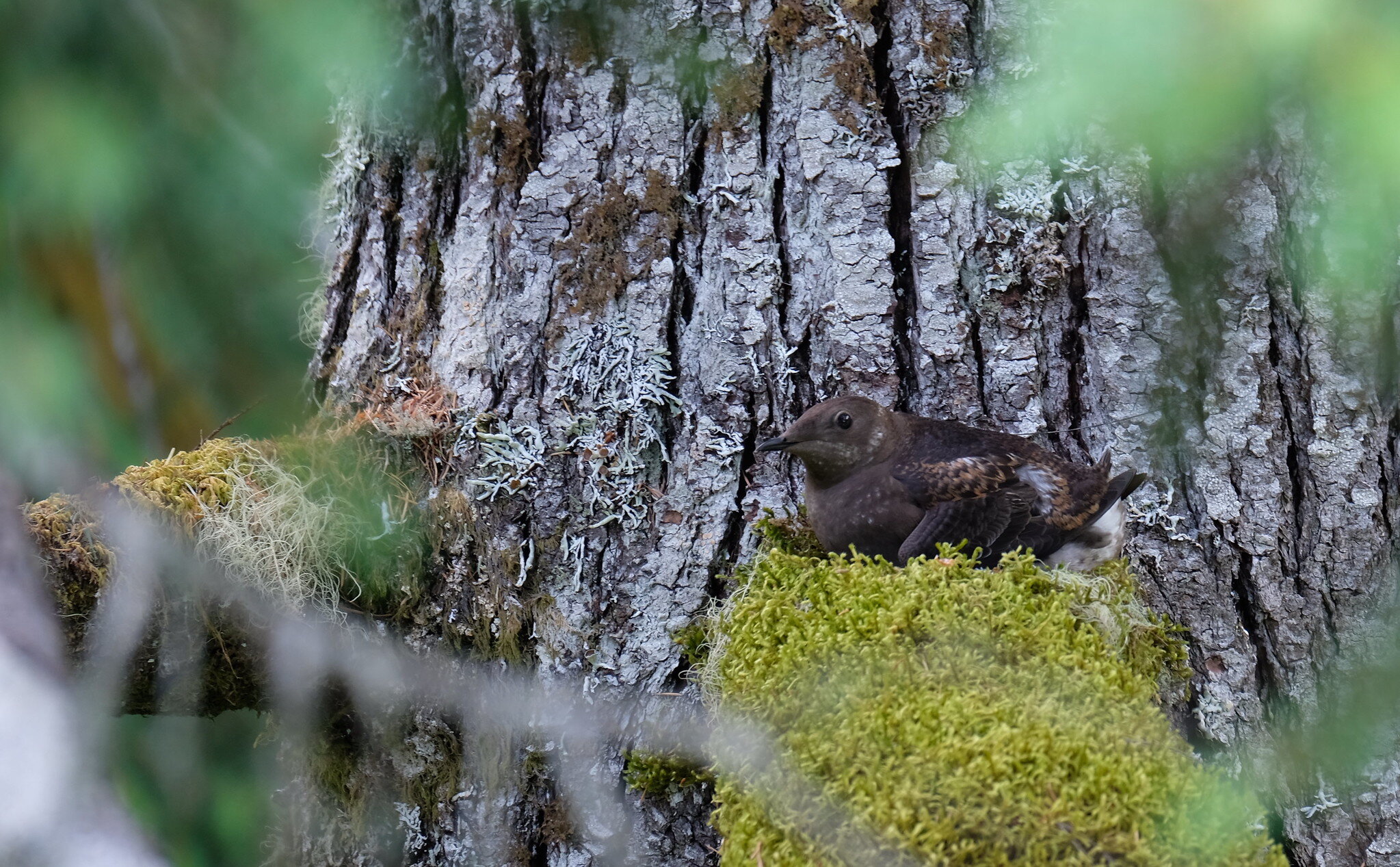 photo of Artificial intelligence enhances monitoring of threatened marbled murrelet image