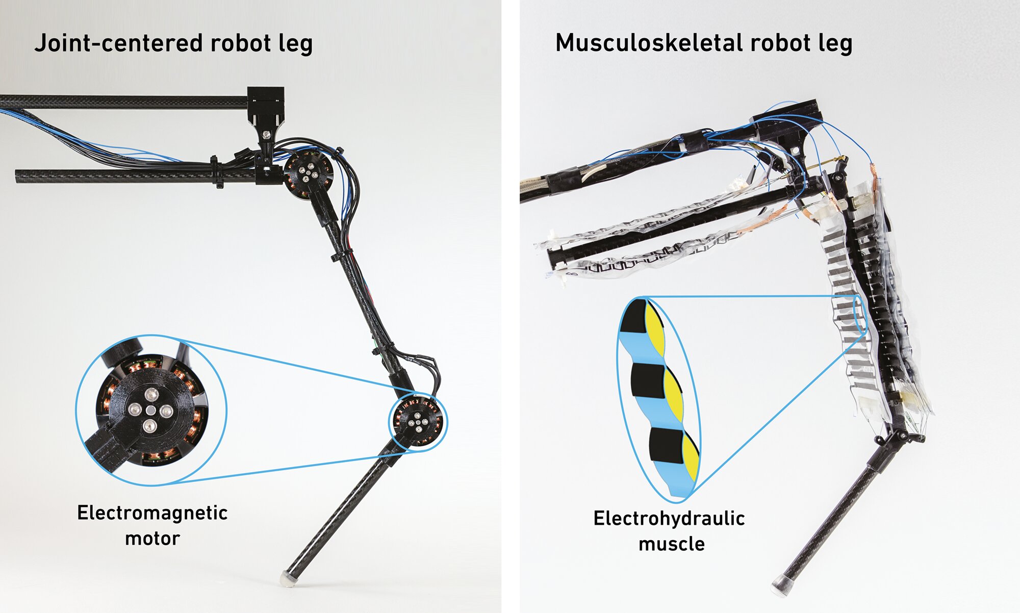 人工筋肉を搭載したロボットの脚は従来の設計を上回る性能を発揮