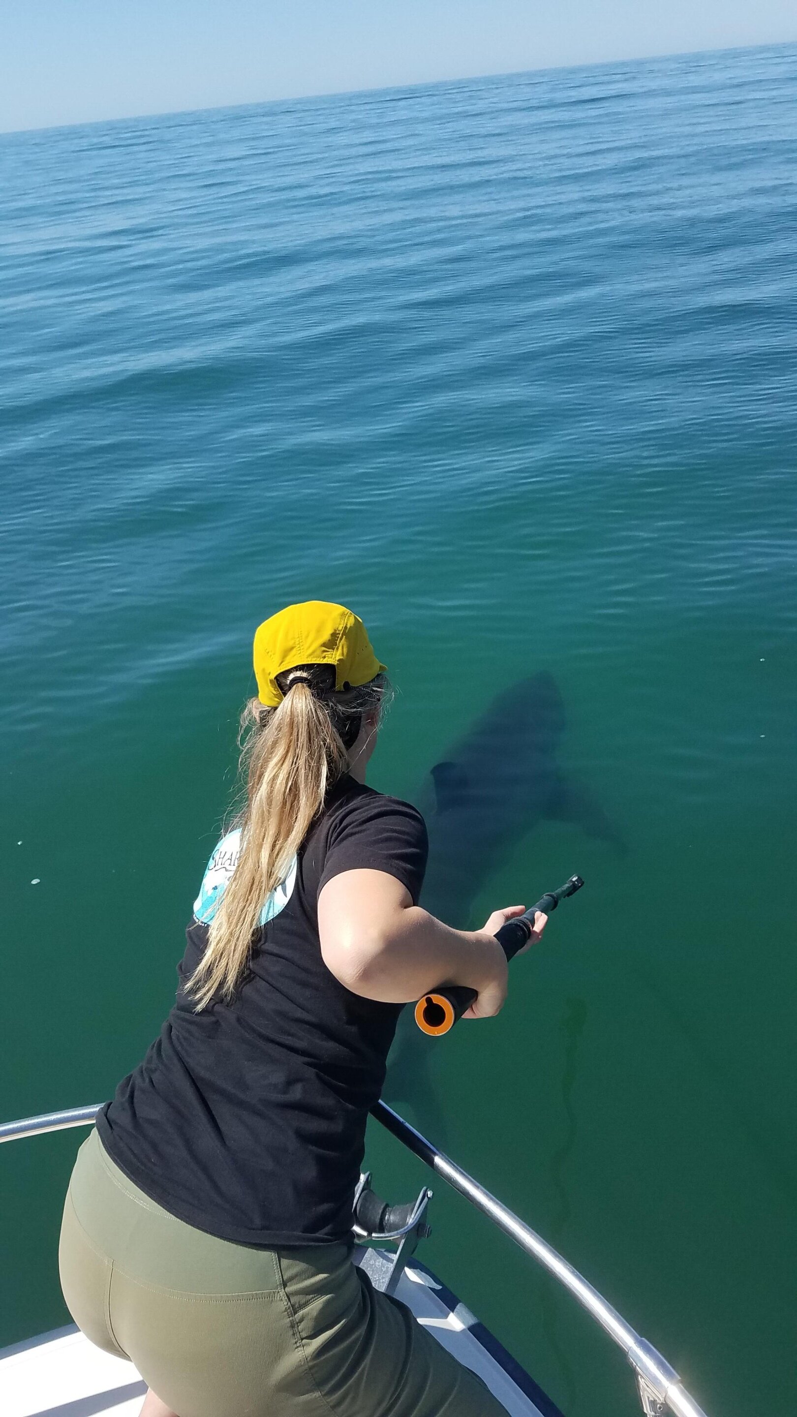 photo of Baby white sharks prefer being closer to shore, scientists find image