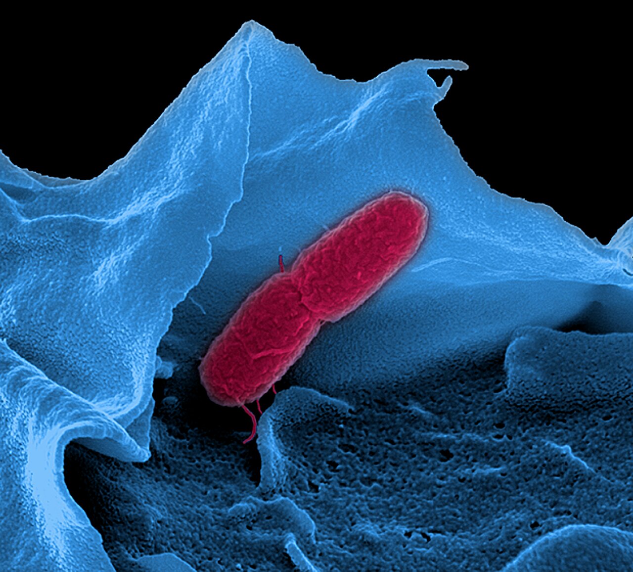 photo of Bacterial RNAs have shorter lifetimes than expected image