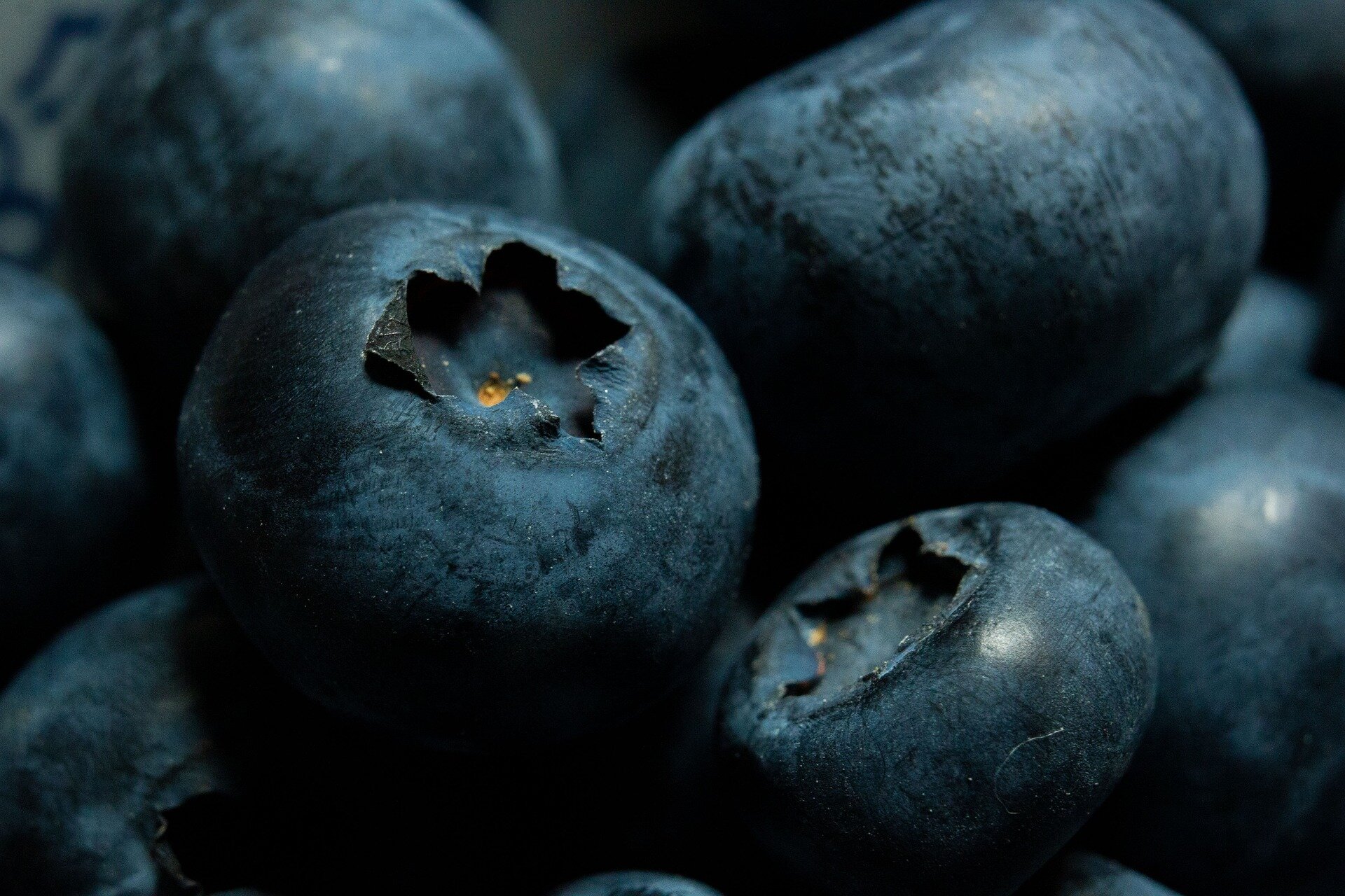 Climate change and forest management may threaten blueberry microbes