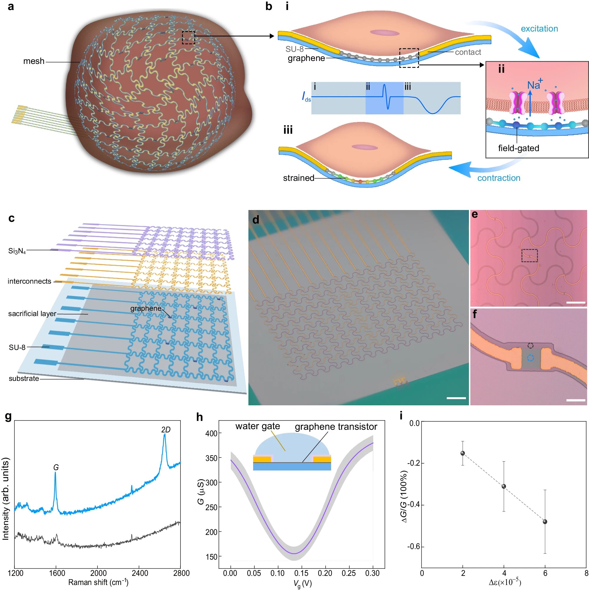 A bioelectronic mesh capable of growing with cardiac tissues for