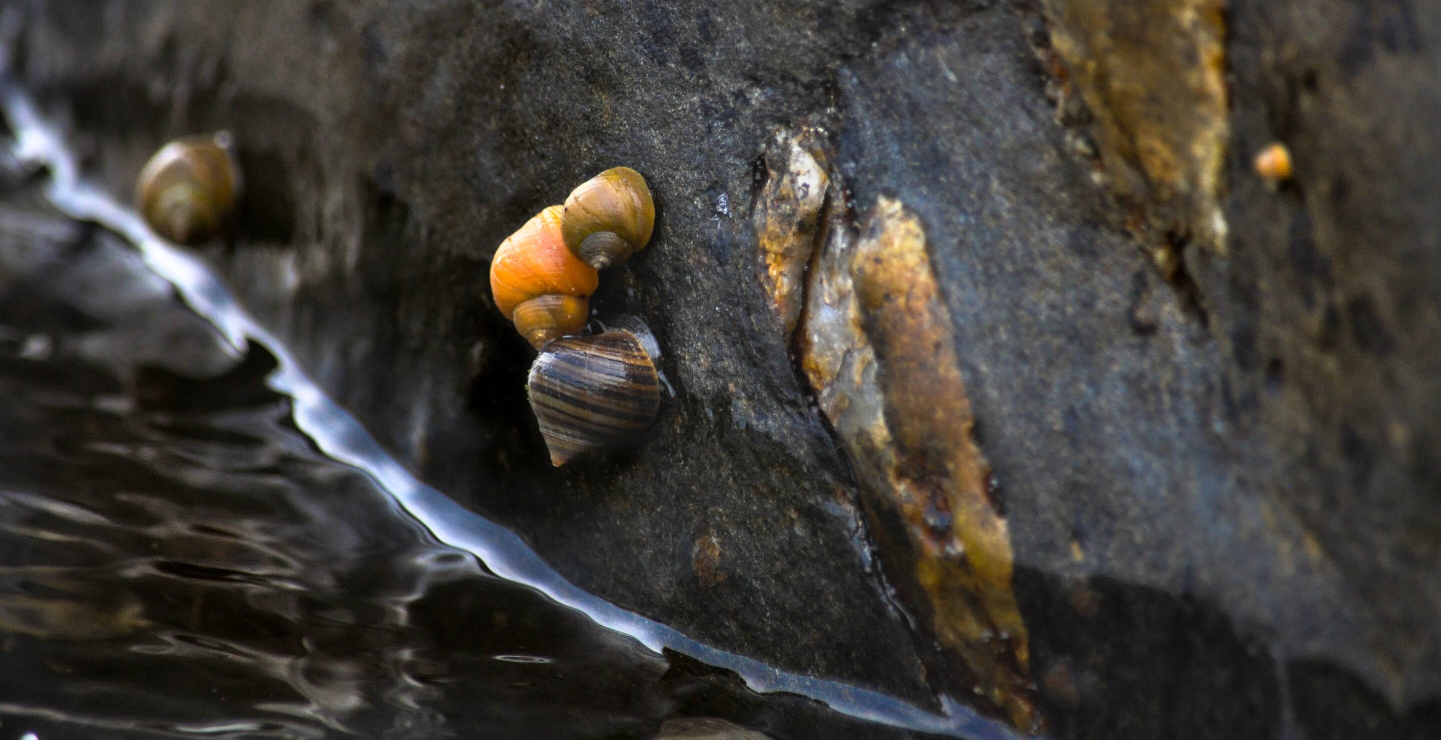 El estudio de los caracoles marinos ayuda a aclarar el debate sobre cómo ver las principales transiciones evolutivas