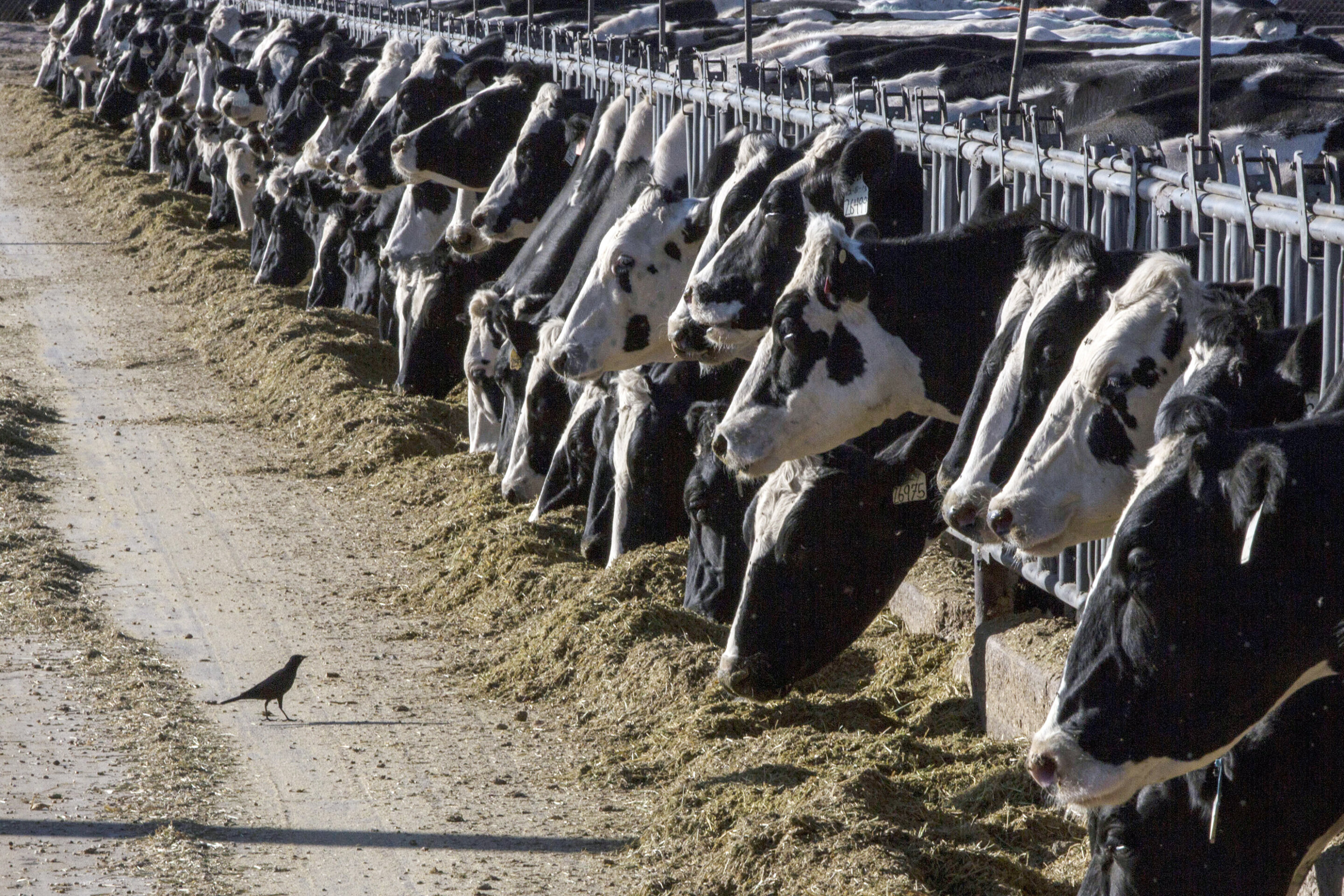 #Bird flu virus detected in beef from an ill dairy cow, but USDA says meat remains safe