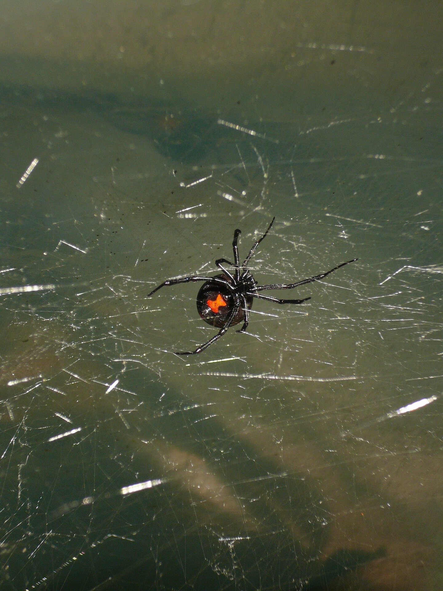#Scientists engineer human antibodies that could neutralize black widow toxin