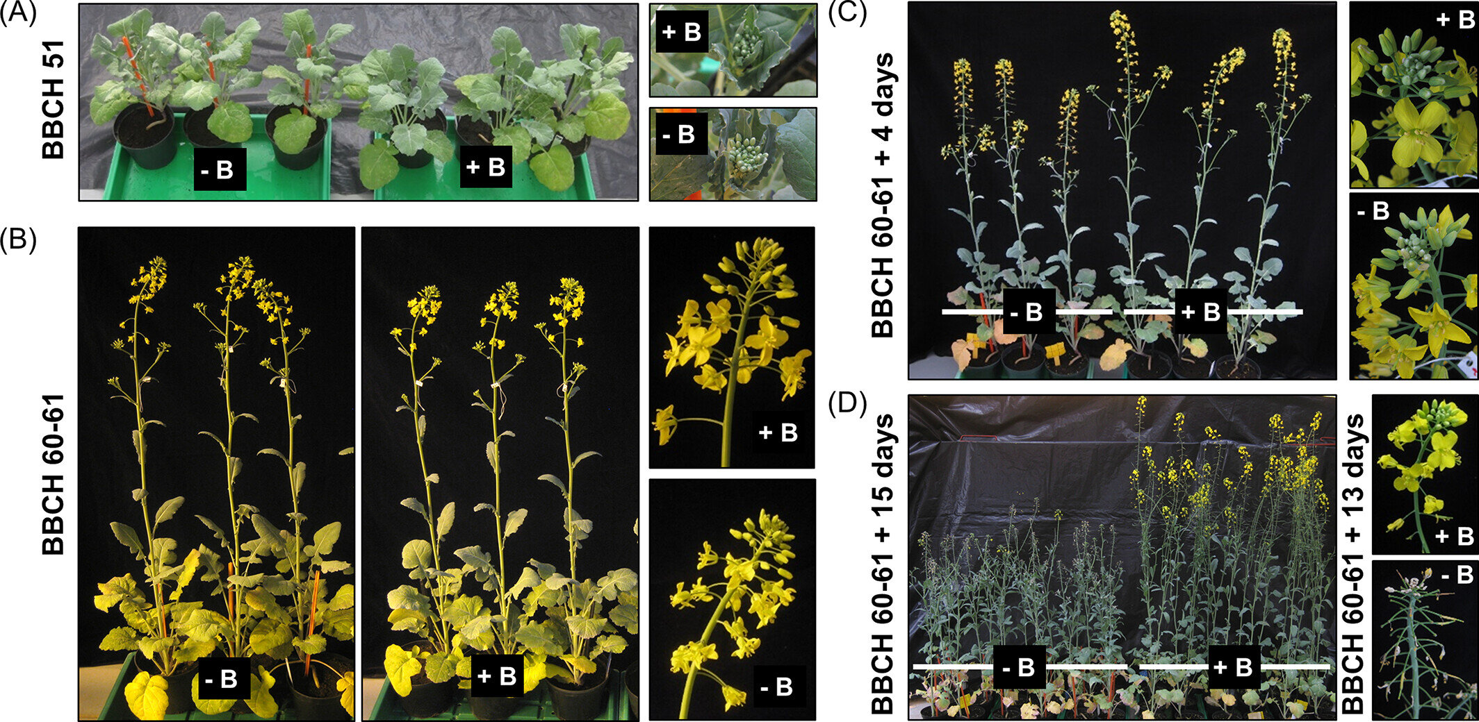 photo of Boron deficiency in oilseed rape transcriptome resembles a wounding and infection response image