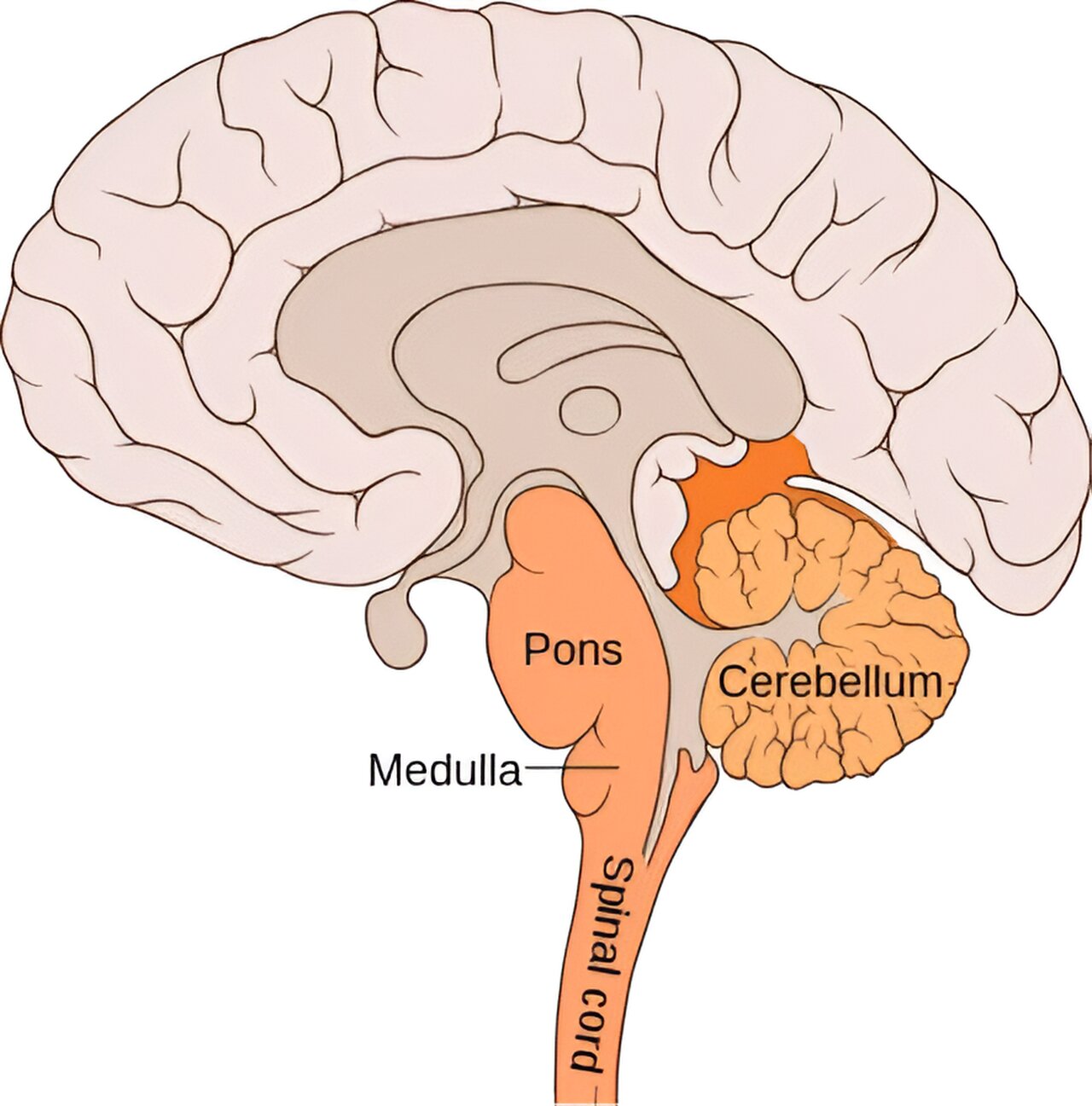 Brainstem neuronal s