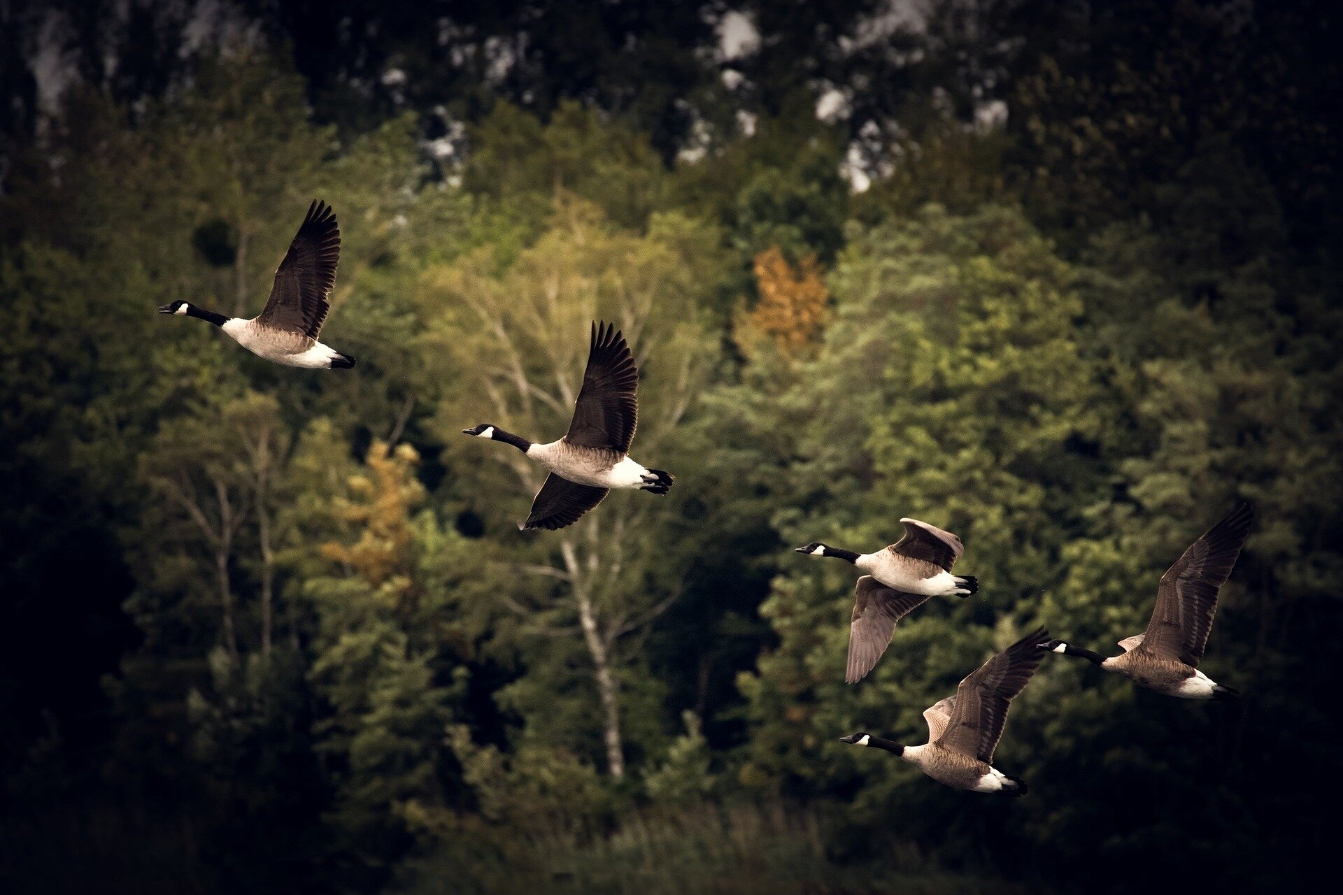 photo of Planned 'mass execution' of geese in Conn. city paused after outpouring of passionate input on both sides image