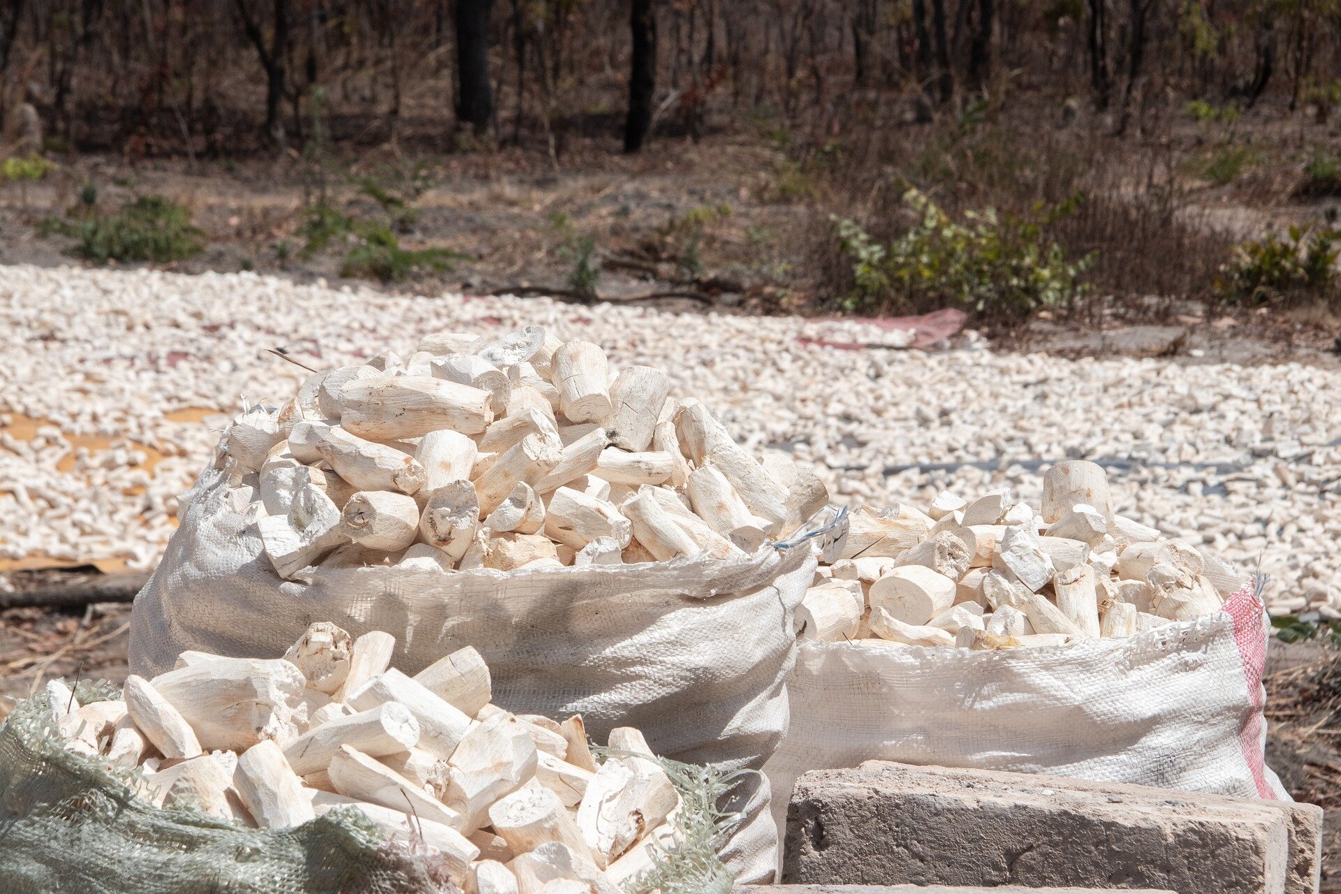 photo of Cassava: The perilous past and promising future of a toxic but nourishing crop image
