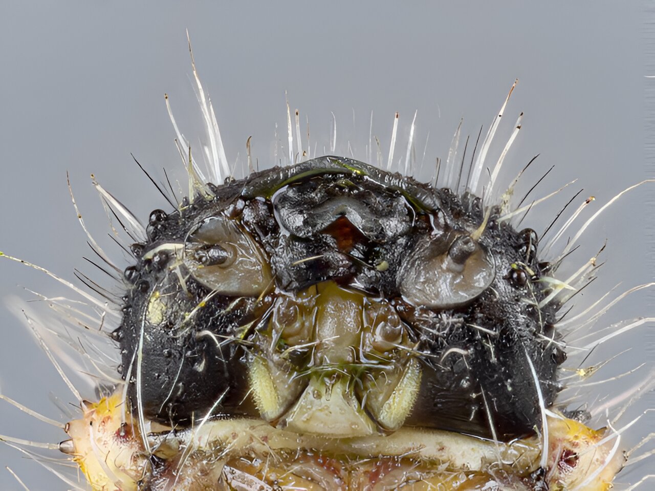 photo of Caterpillar 'noses' are surprisingly sophisticated, researchers find image