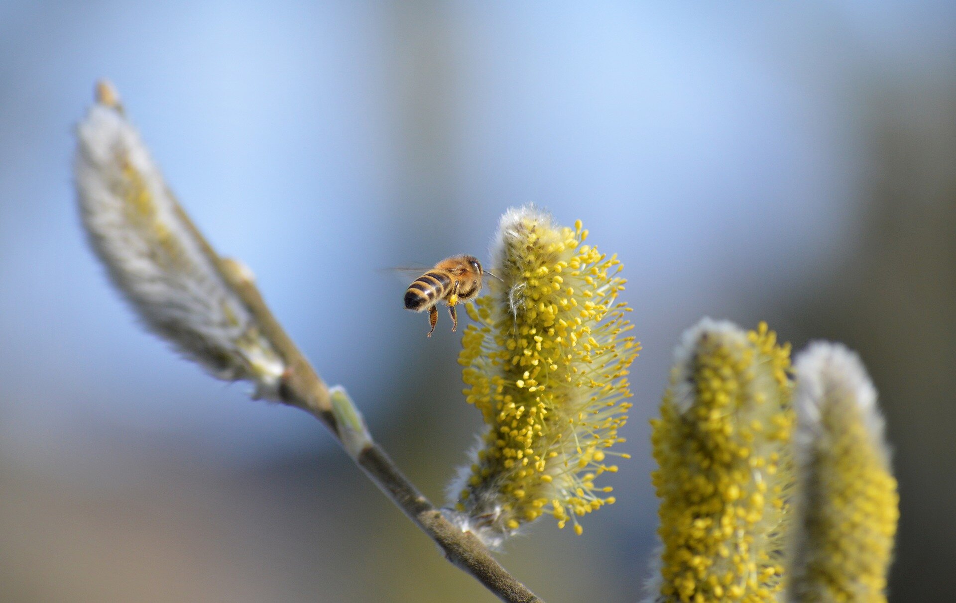 photo of Catkins are flowering at different times, threatening their pollination and the wildlife that feed on them image