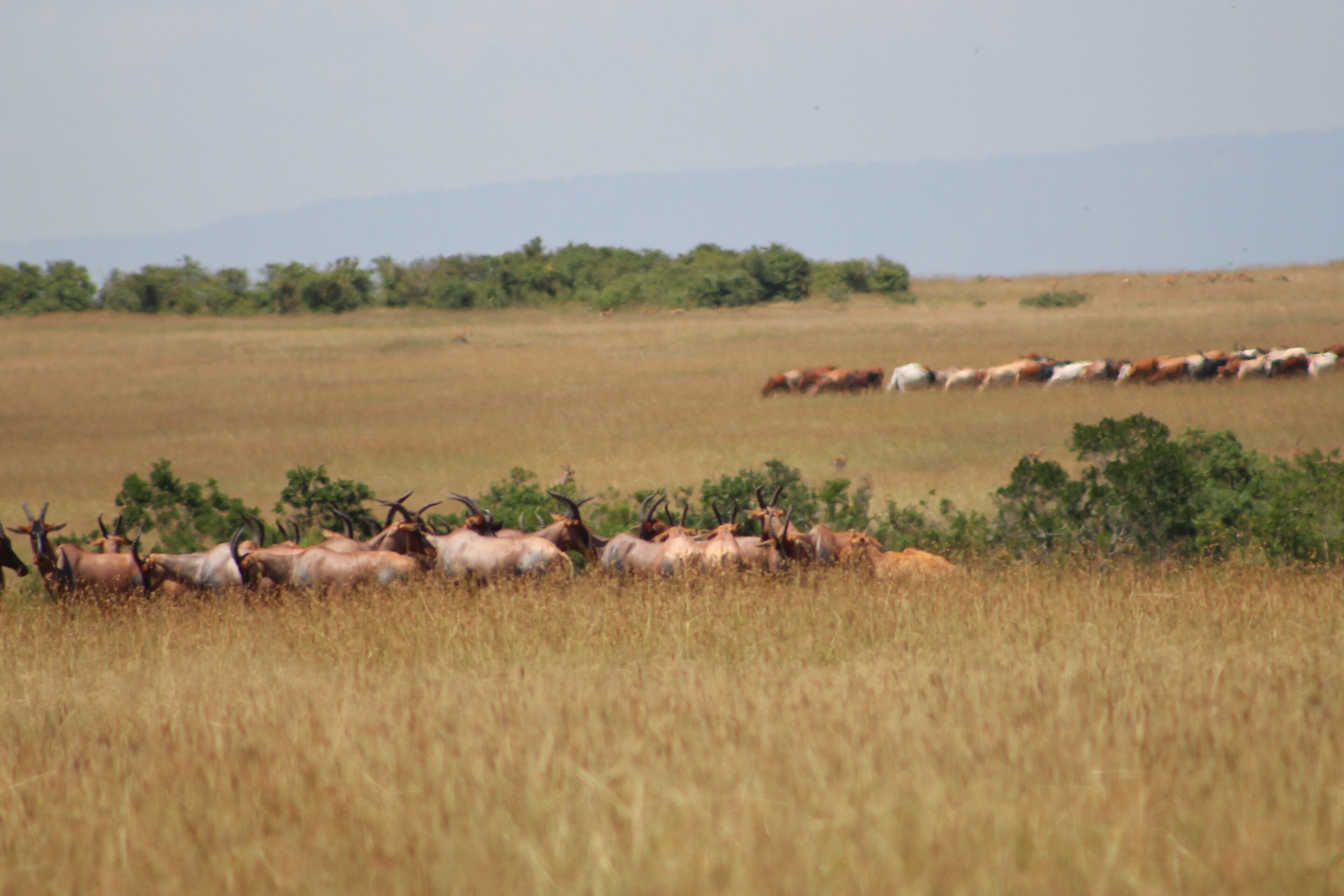 photo of Cattle grazing by Maasai not harmful to national park, research argues image