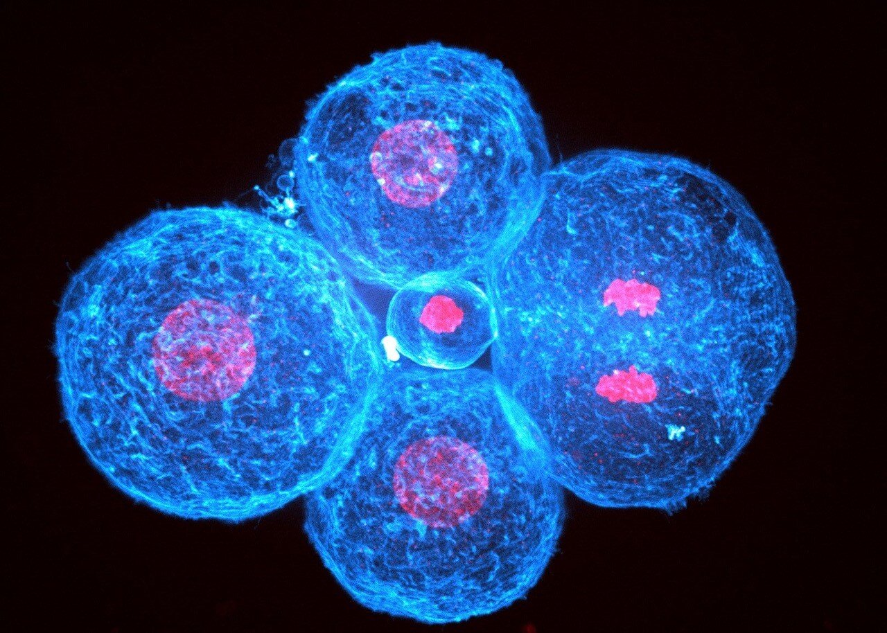 Badanie wykazało, że skurcze komórek napędzają początkowe powstawanie ludzkich embrionów