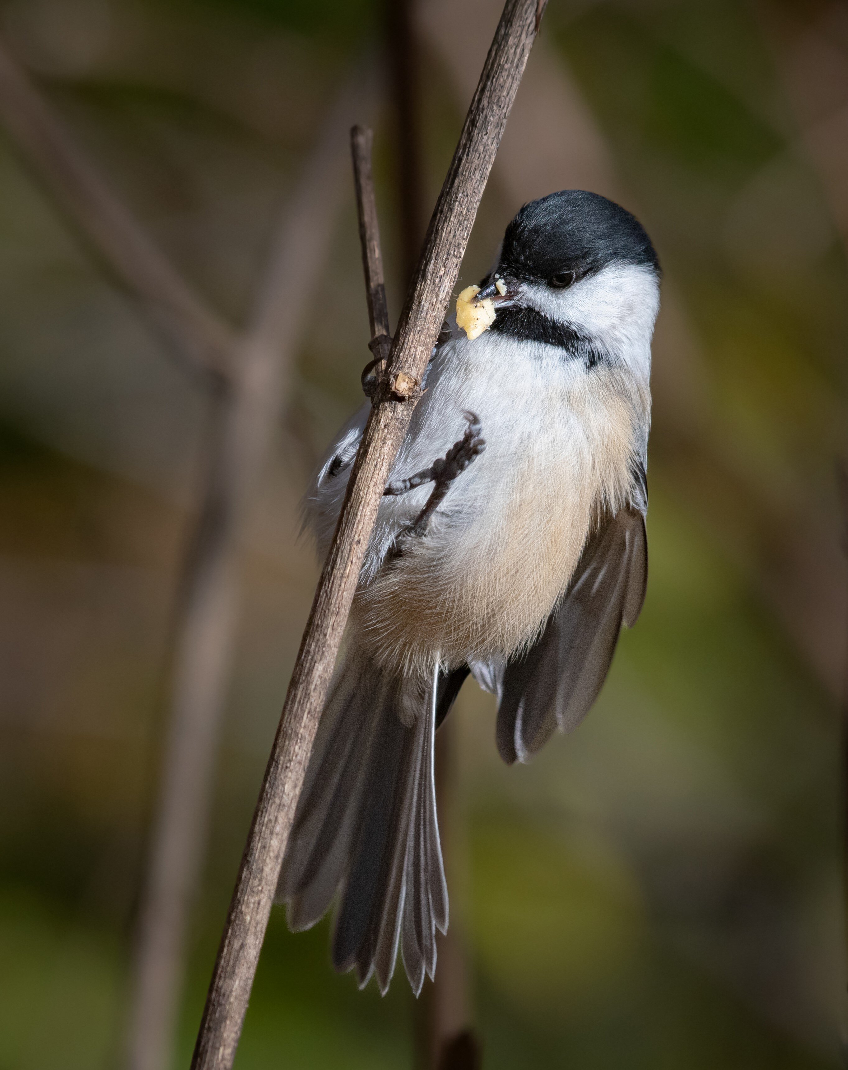 photo of Chickadees have unique neural 'barcodes' for memories of stashing away food image