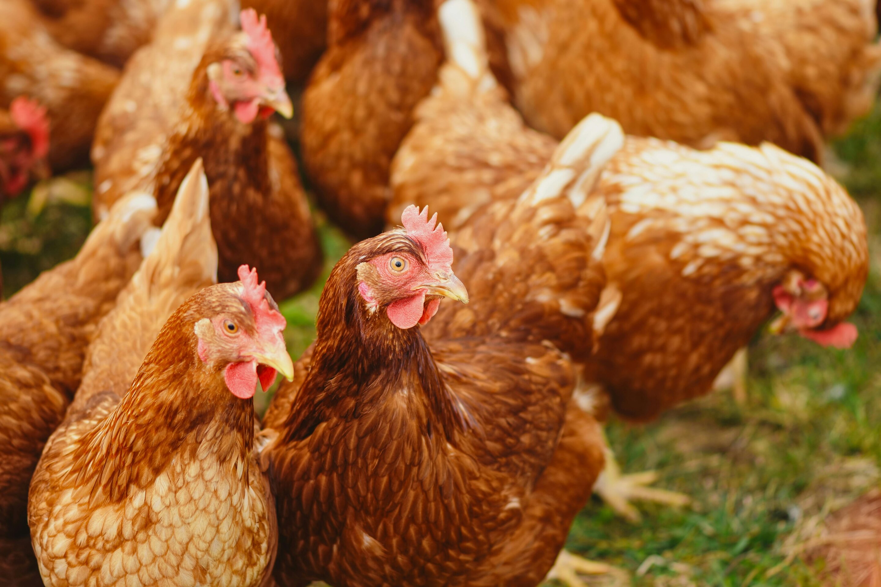 #Bird flu is hitting Australian poultry farms—the first human case has been reported in Victoria