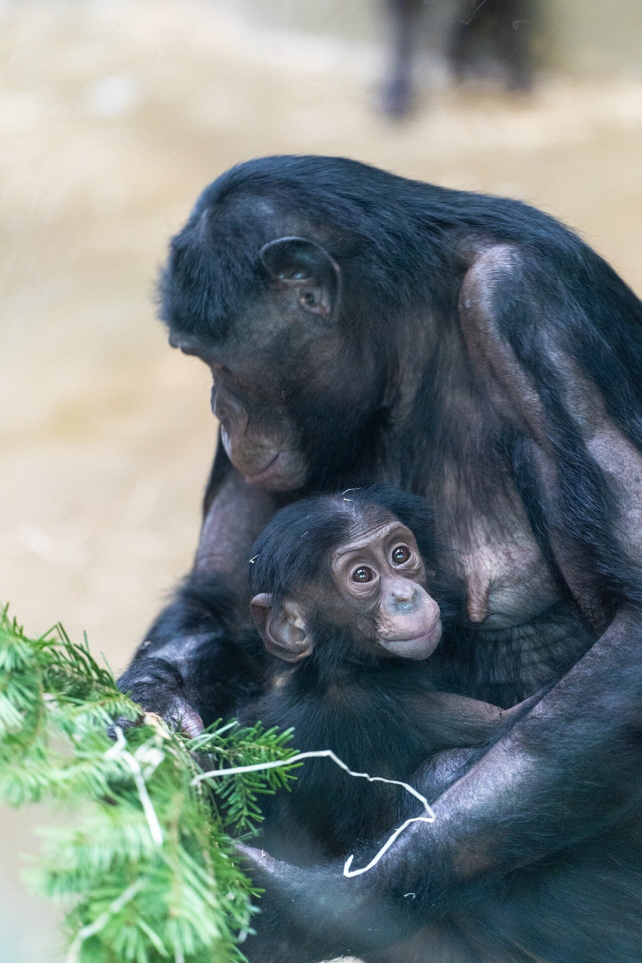photo of Playing with the kids is important work for chimpanzee mothers image