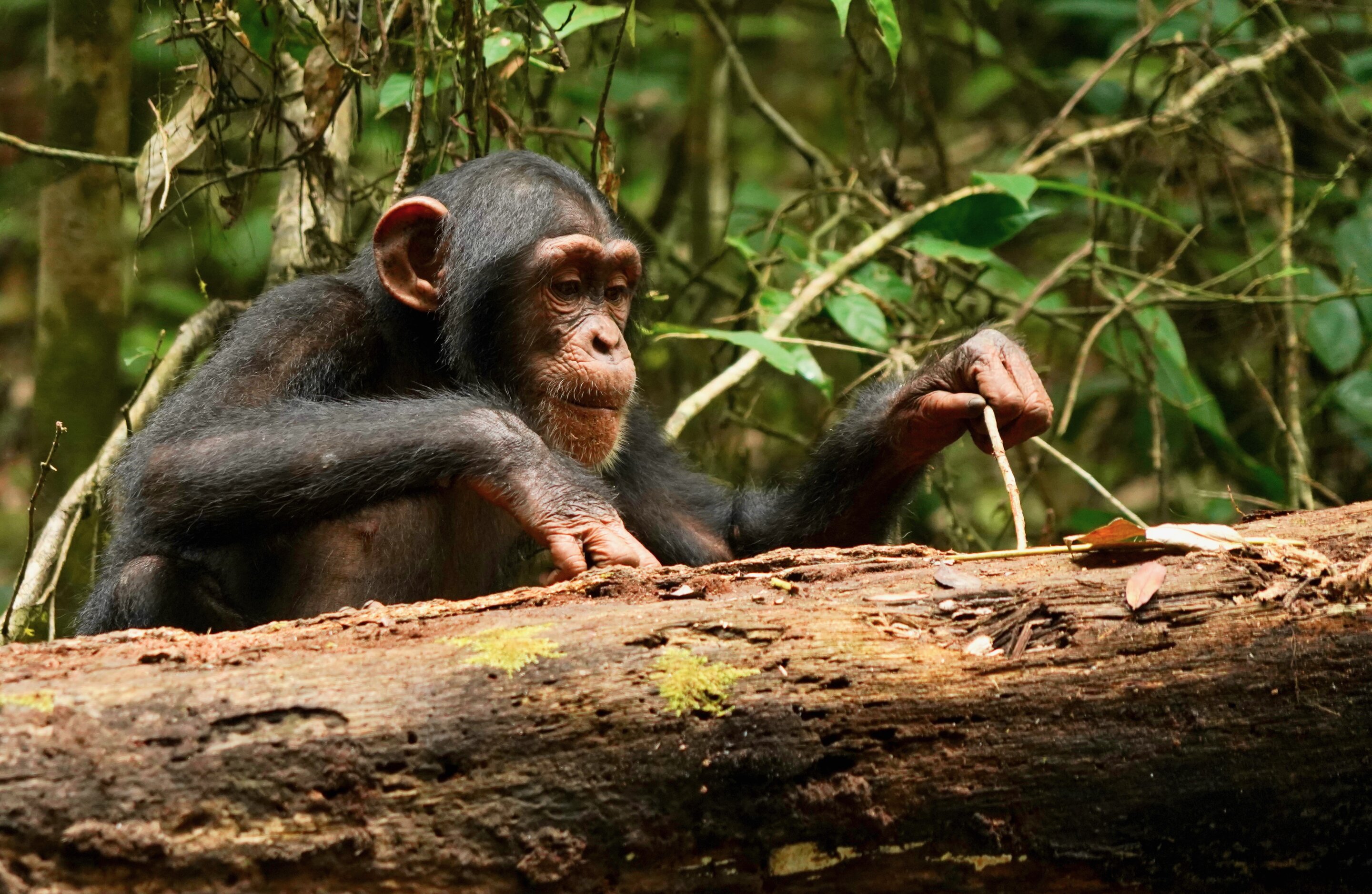 photo of Chimps shown to learn and improve tool-using skills even as adults image