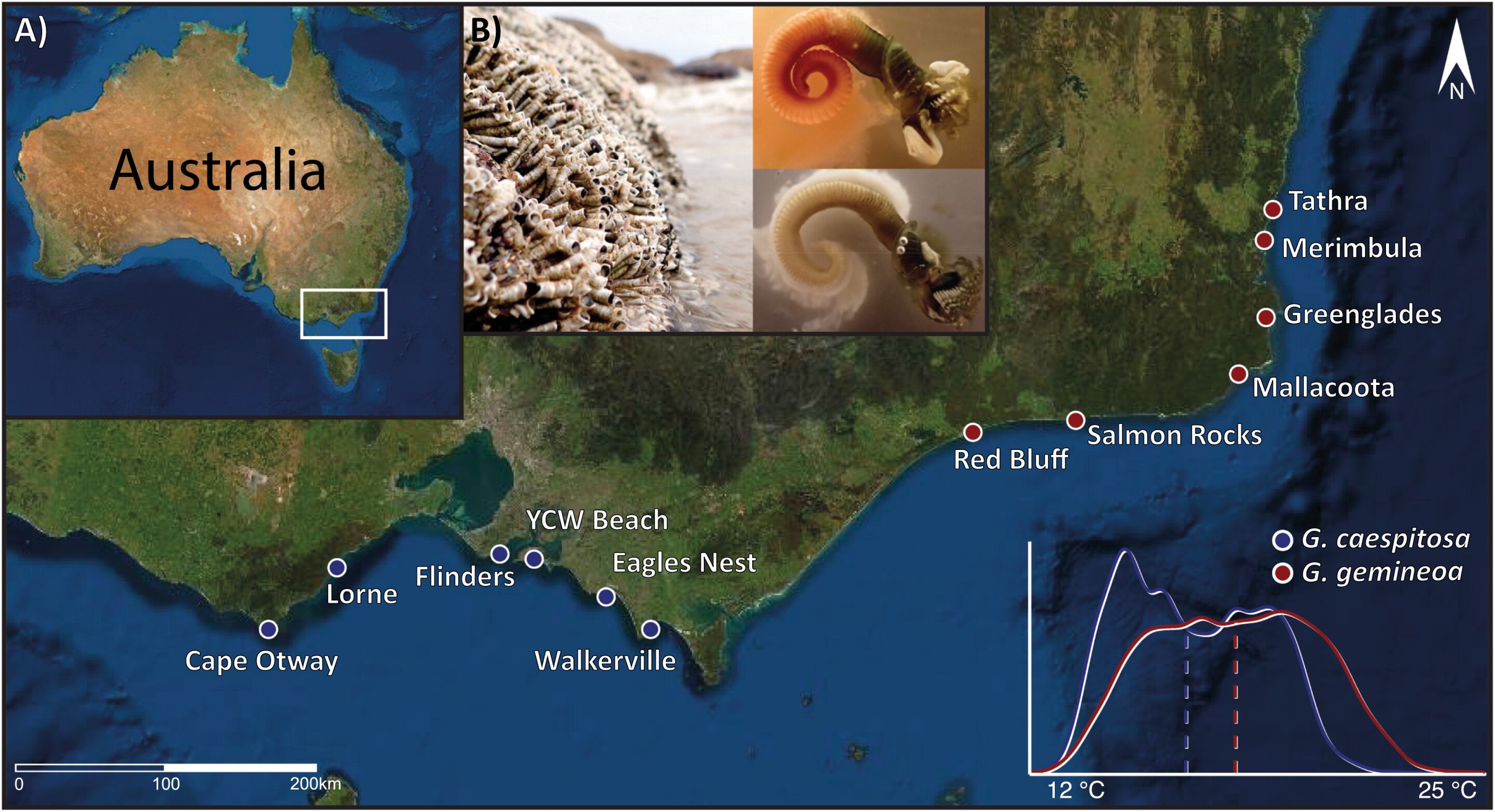 Climate change reveals intricate dynamics of reproductive barriers in marine species