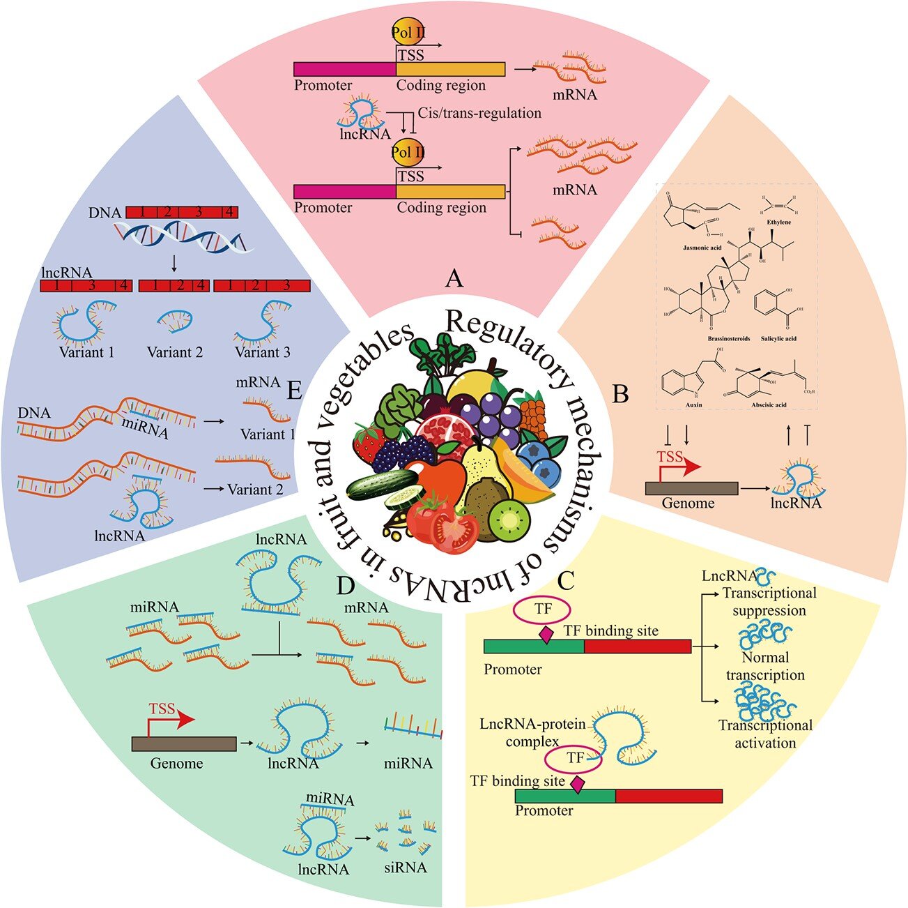 photo of Comprehensive review on the significant roles and regulatory mechanisms of lncRNAs in fruits and vegetables image