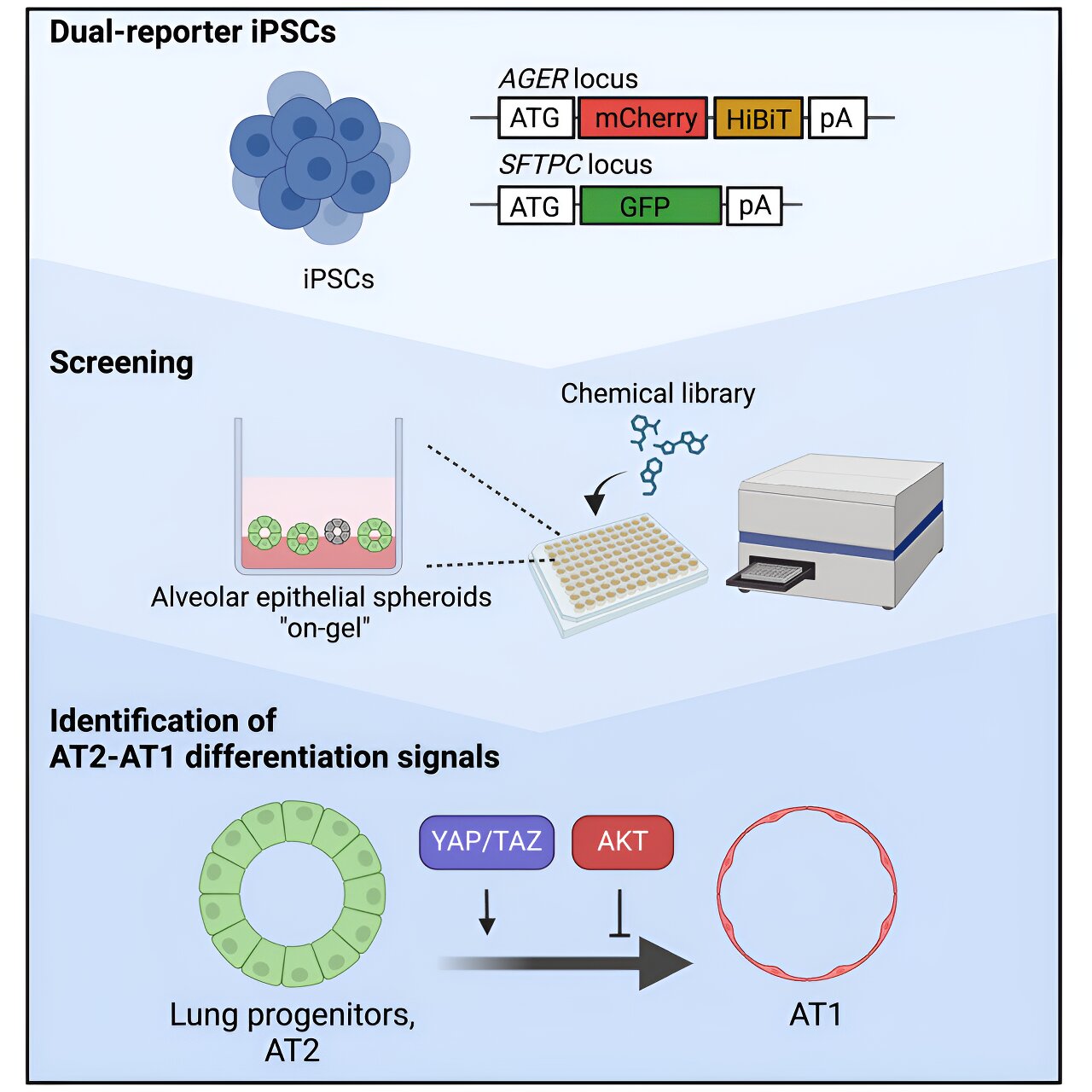 Constructing 'on-gel' alveolar organoids as a new screening platform