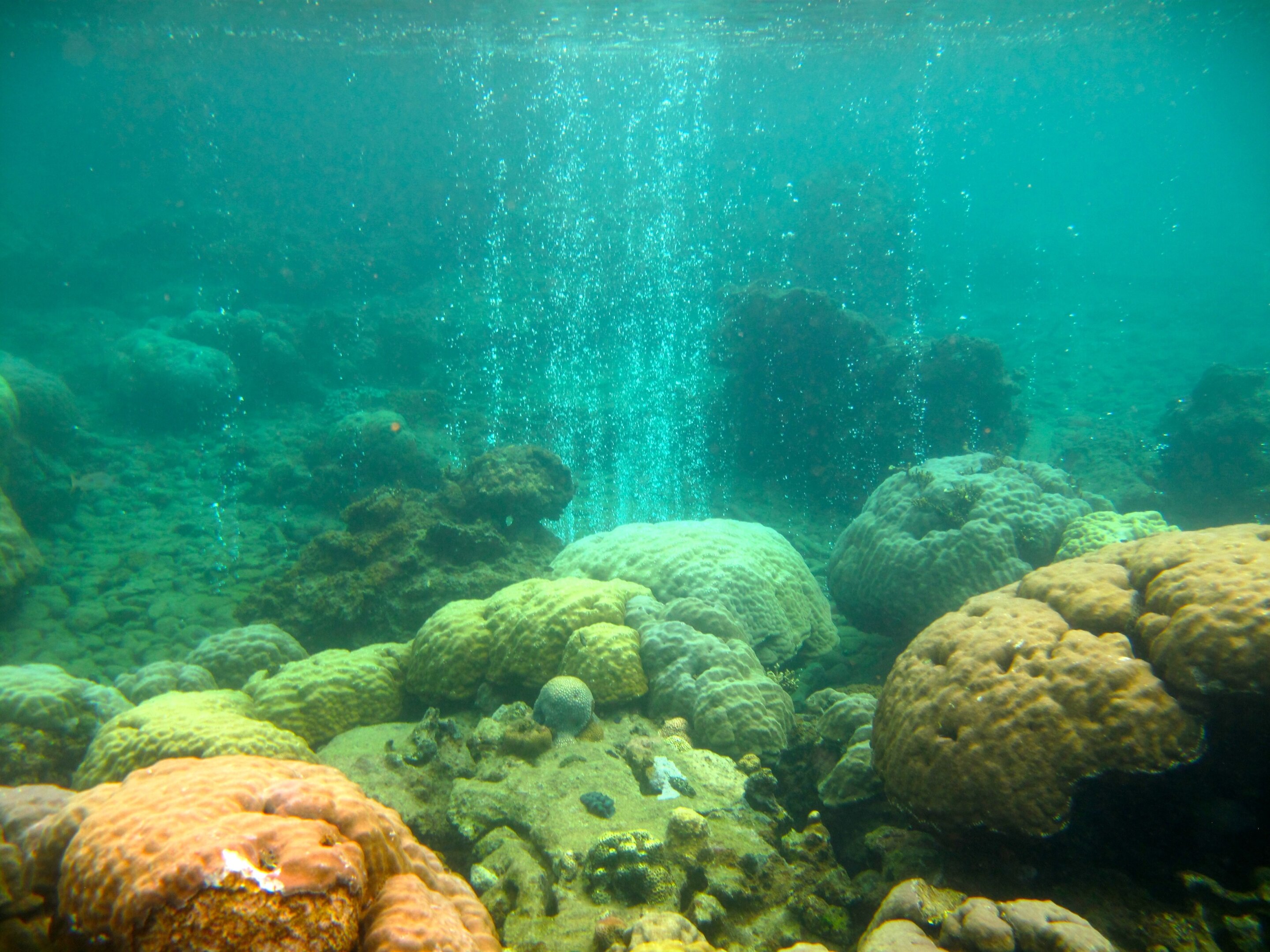 #Coral reef microbes point to new way to assess ecosystem health