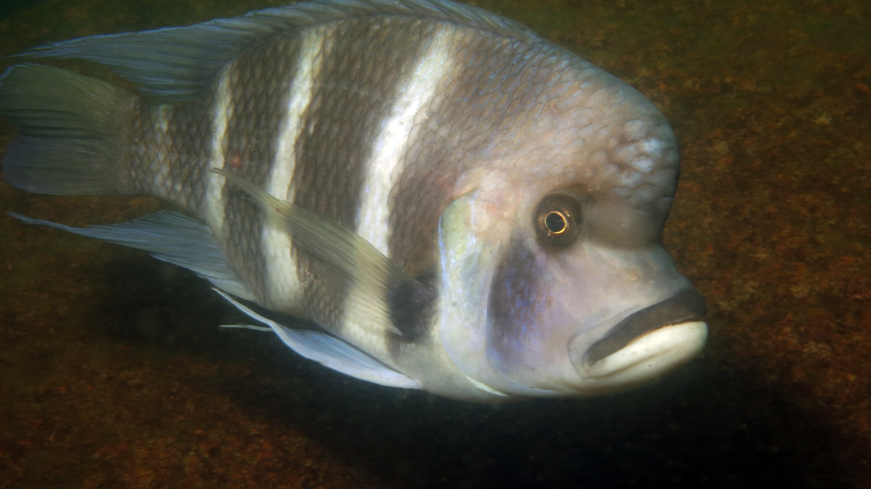 photo of Cichlid fishes' curiosity promotes biodiversity: How exploratory behavior aids in ecological adaptation image