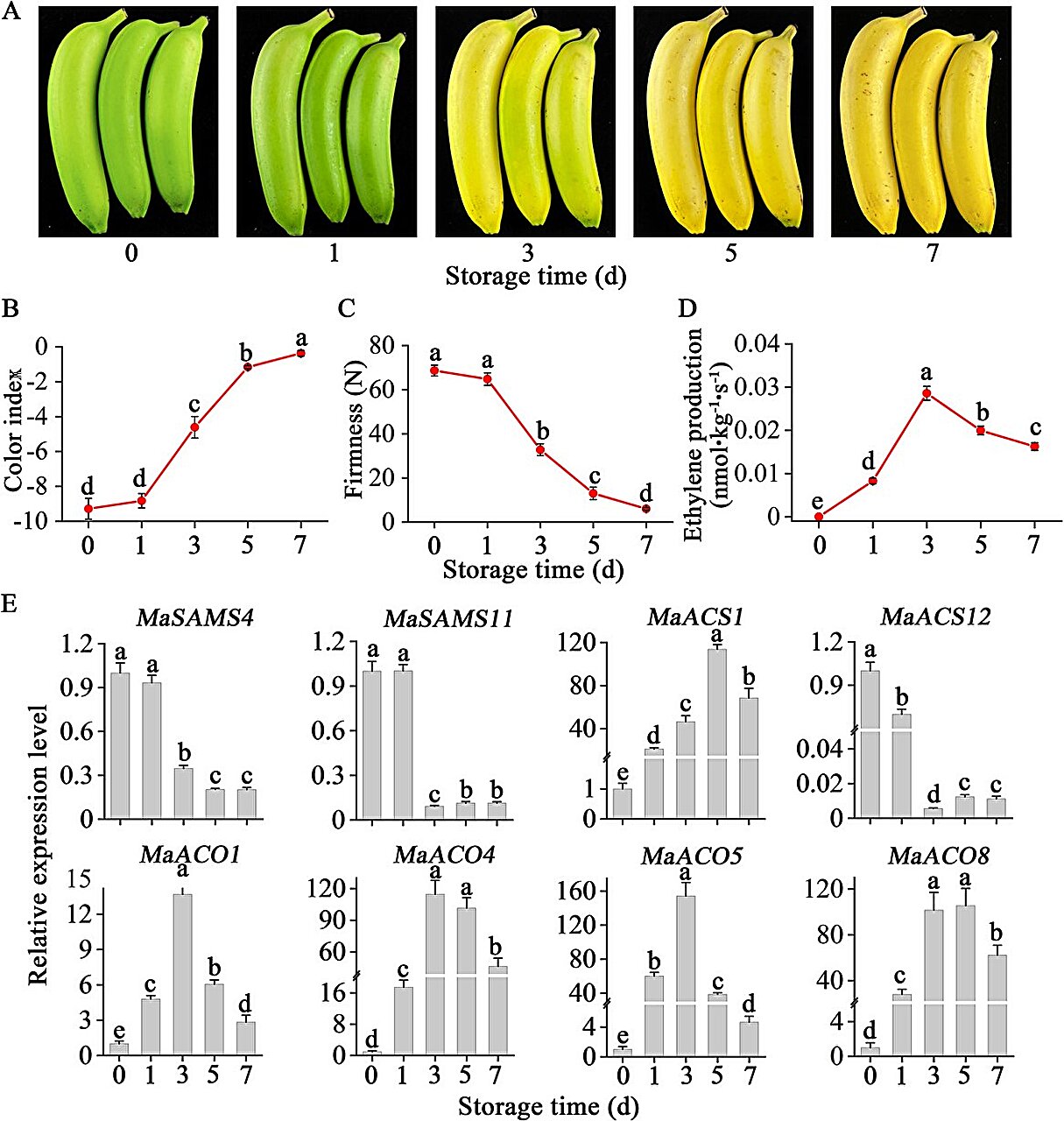Percer le mystère de la biosynthèse de l'éthylène dans les bananes en cours de maturation