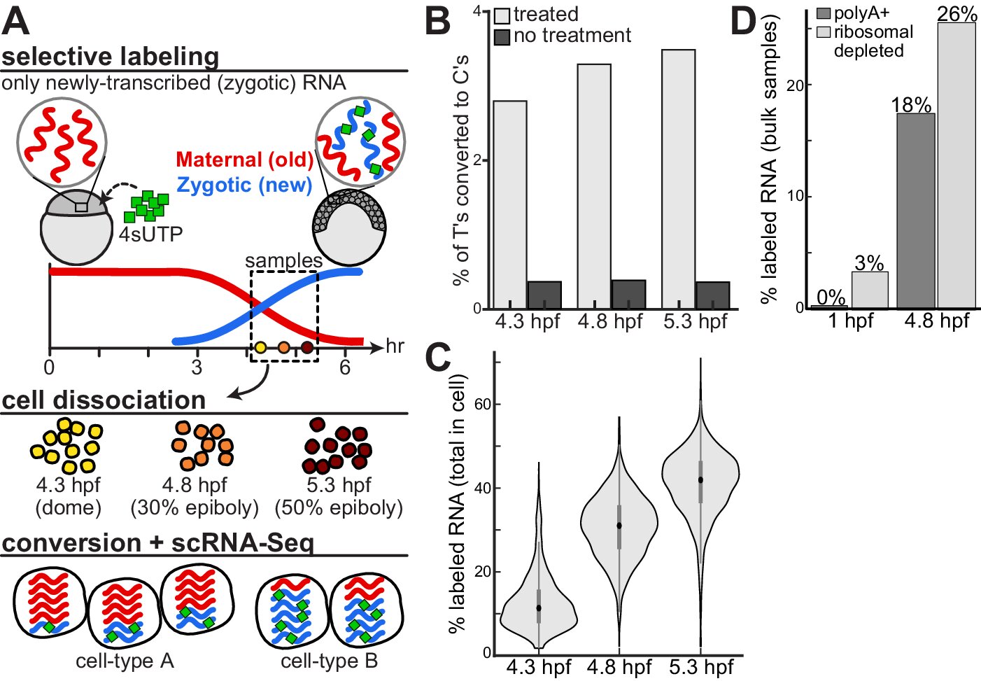 photo of Decoding development: mRNA's role in embryo formation image