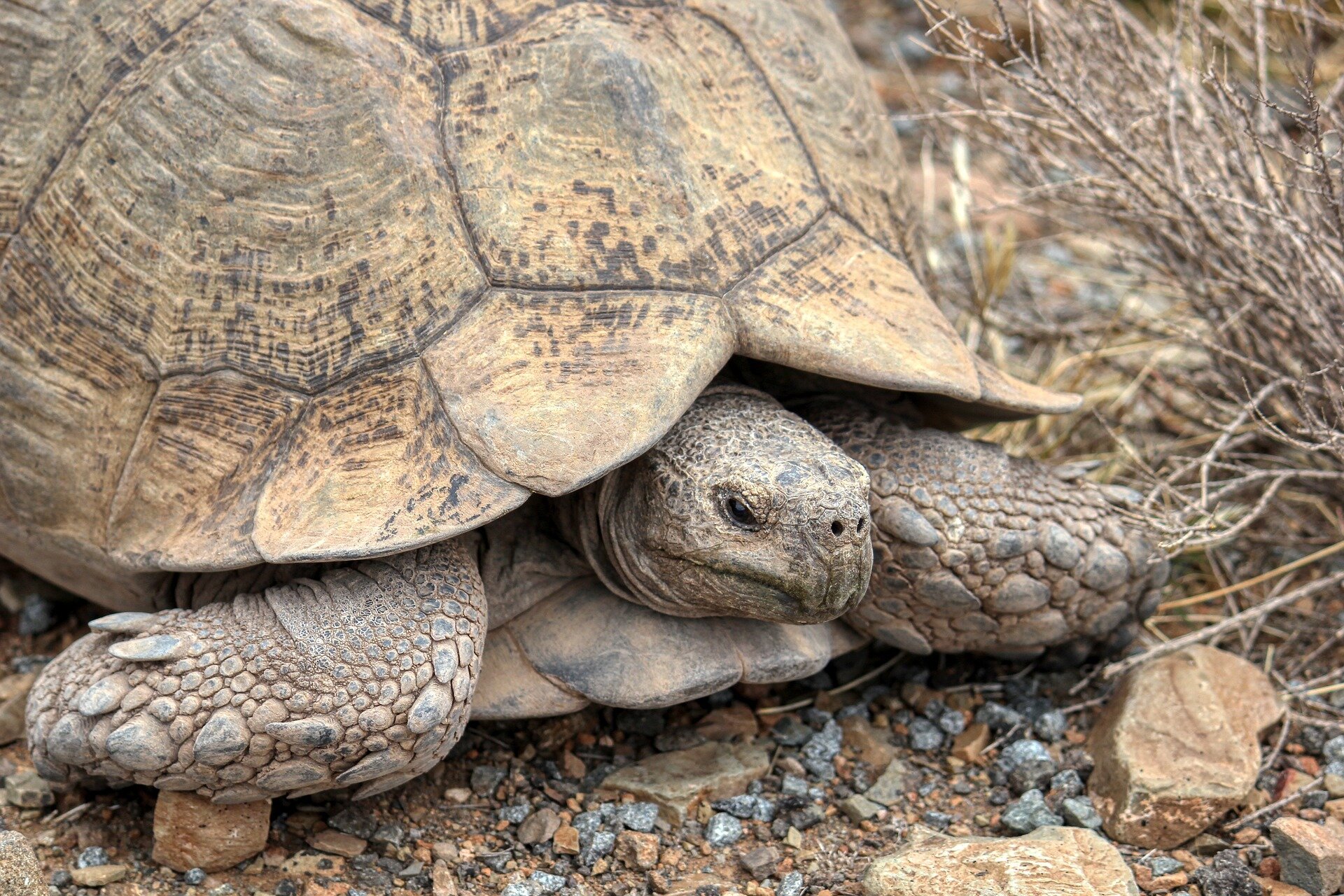 photo of Mojave desert tortoise officially joins California's endangered list image