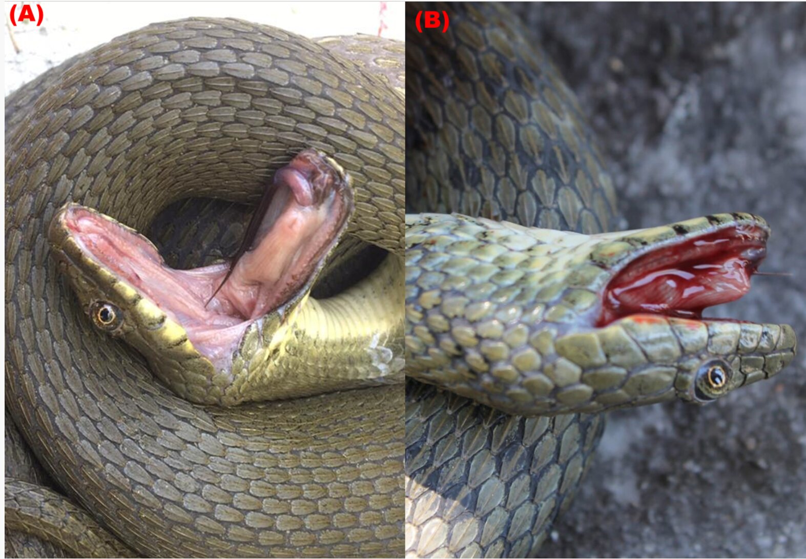 Dice snakes found to use a variety of techniques to more effectively fake their own deaths