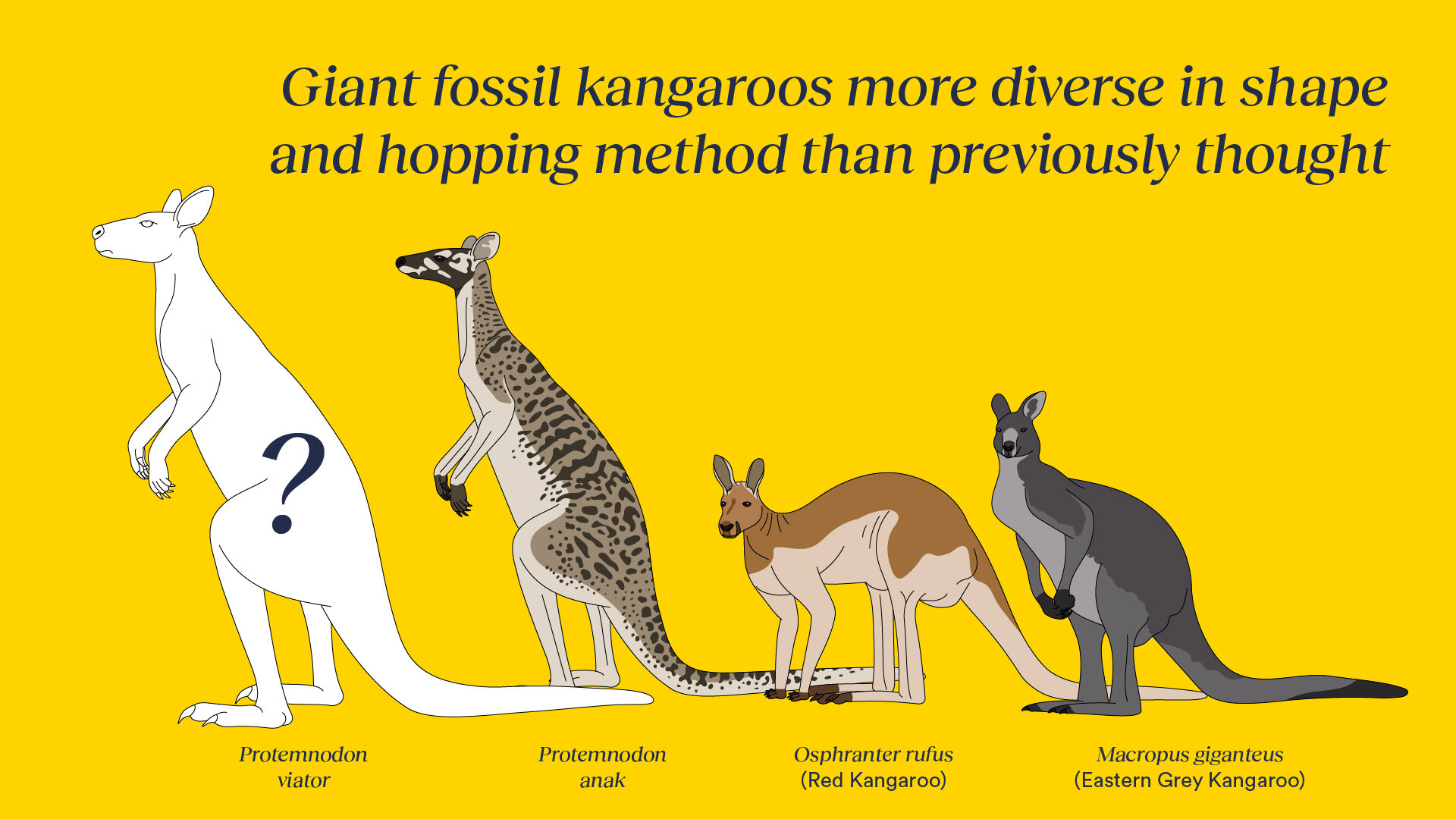 Descubriendo nuevas especies de canguros fósiles gigantes de Australia y Nueva Guinea