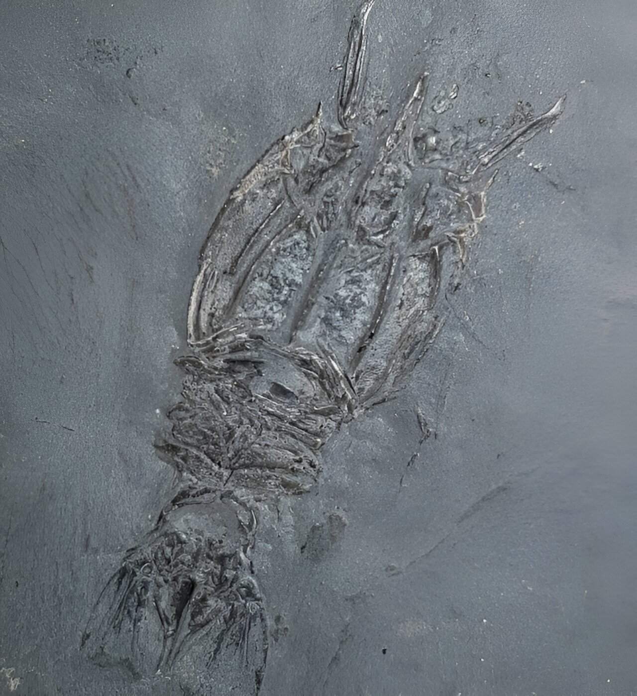 photo of Discovery of ancient Glaswegian shrimp fossil reveals new species image