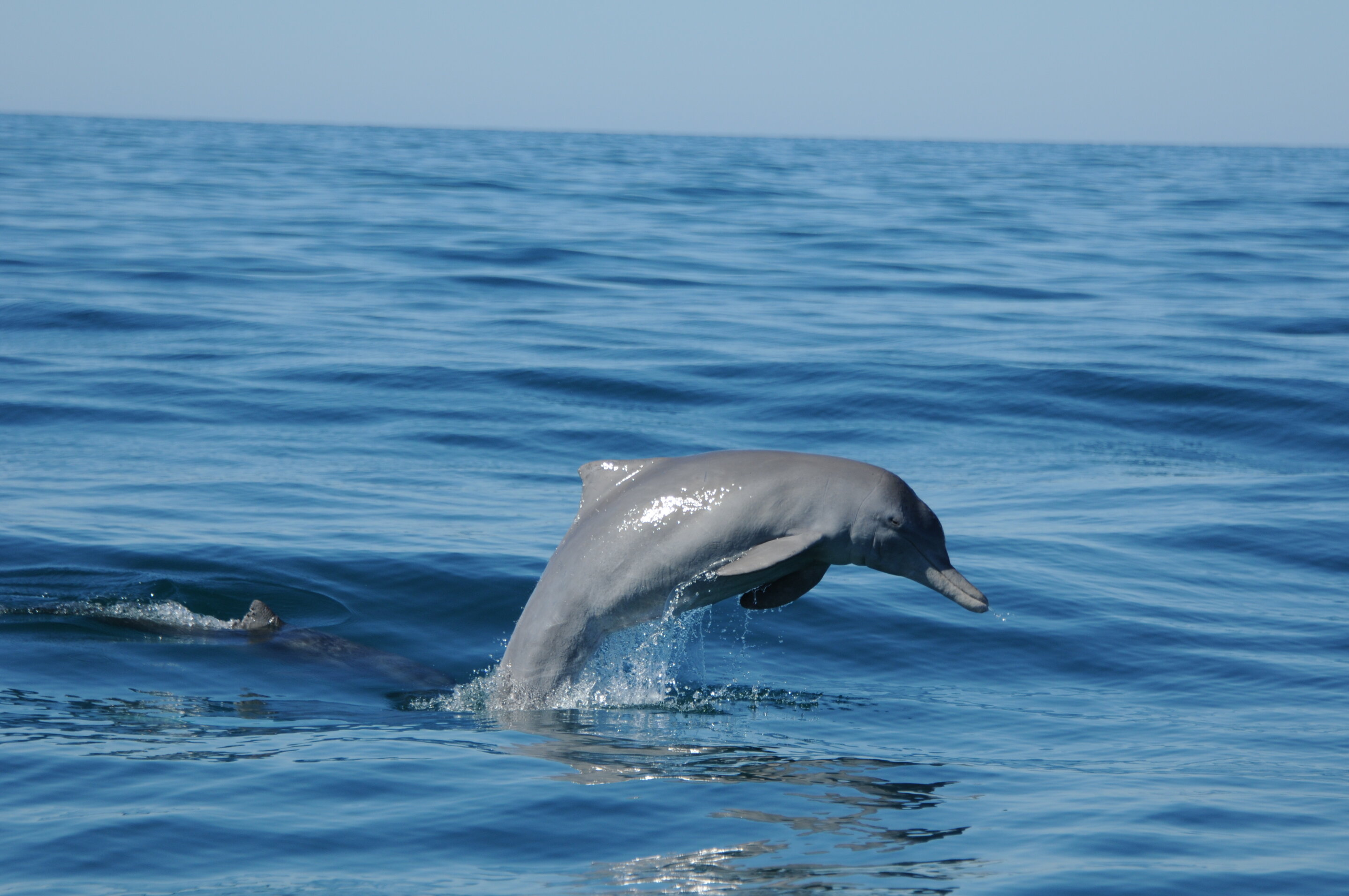 Diving into the secret life of mixed-species dolphin groups in Australia