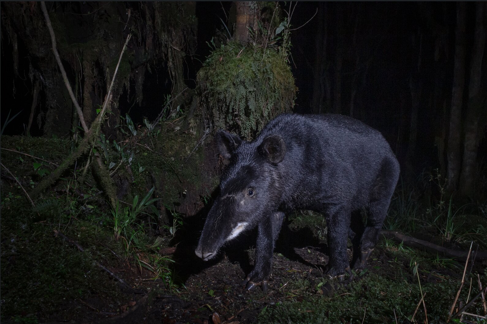 photo of Dog attacks on mountain tapirs highlight a growing threat to endangered wildlife image