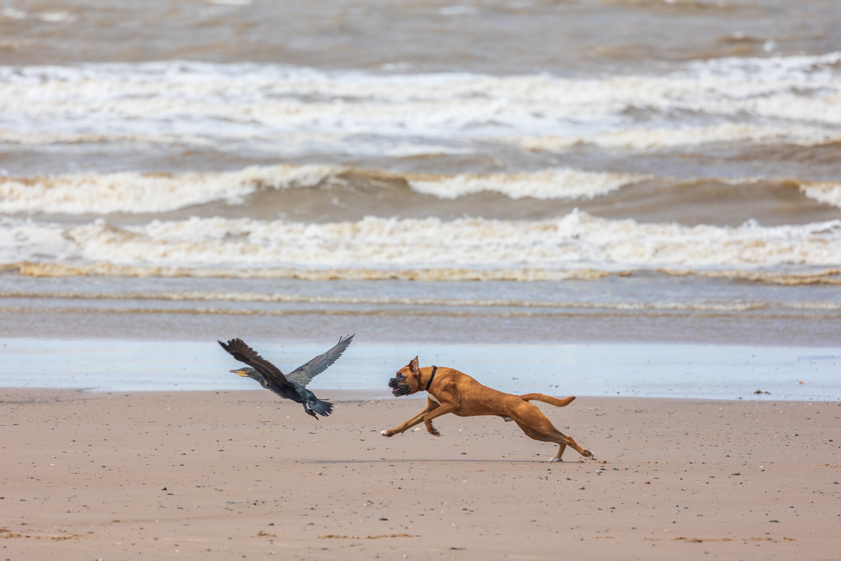 #Dogs can terrify (and even kill) wildlife. How to be a responsible owner this summer