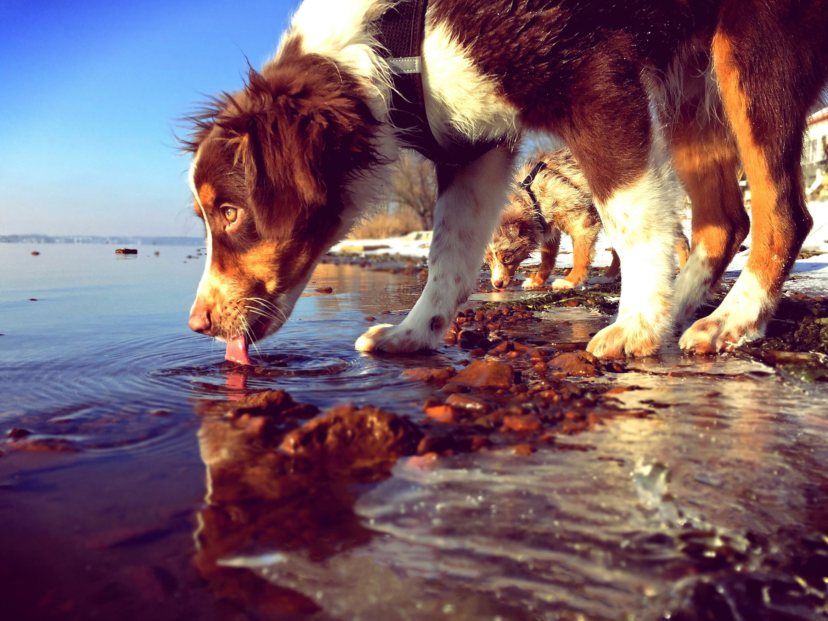 What dog owners should know about leptospirosis